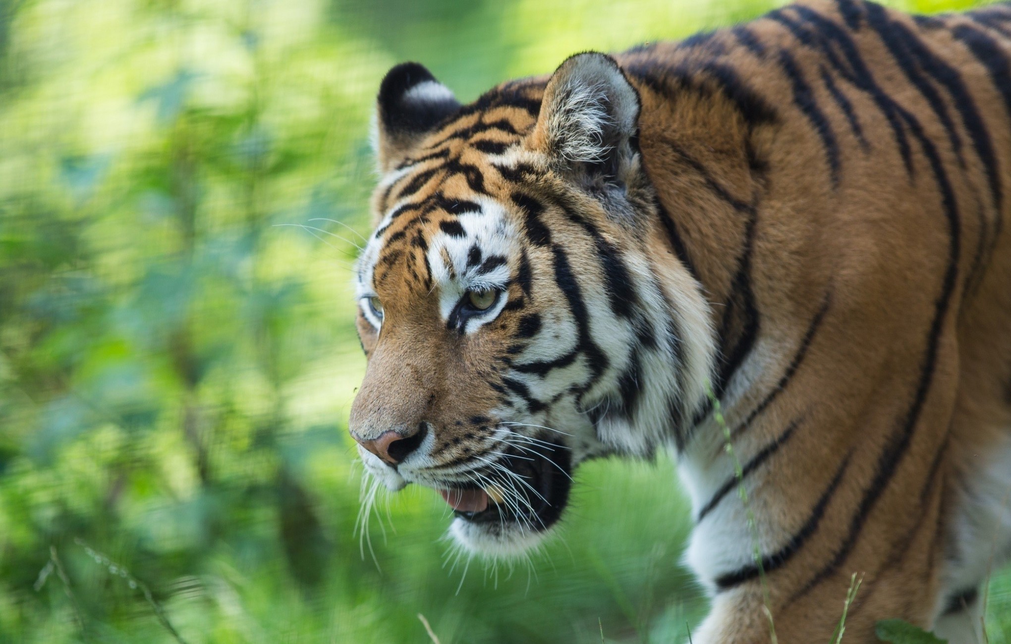 Handy-Wallpaper Dschungel, Katzen, Tiere, Tiger kostenlos herunterladen.