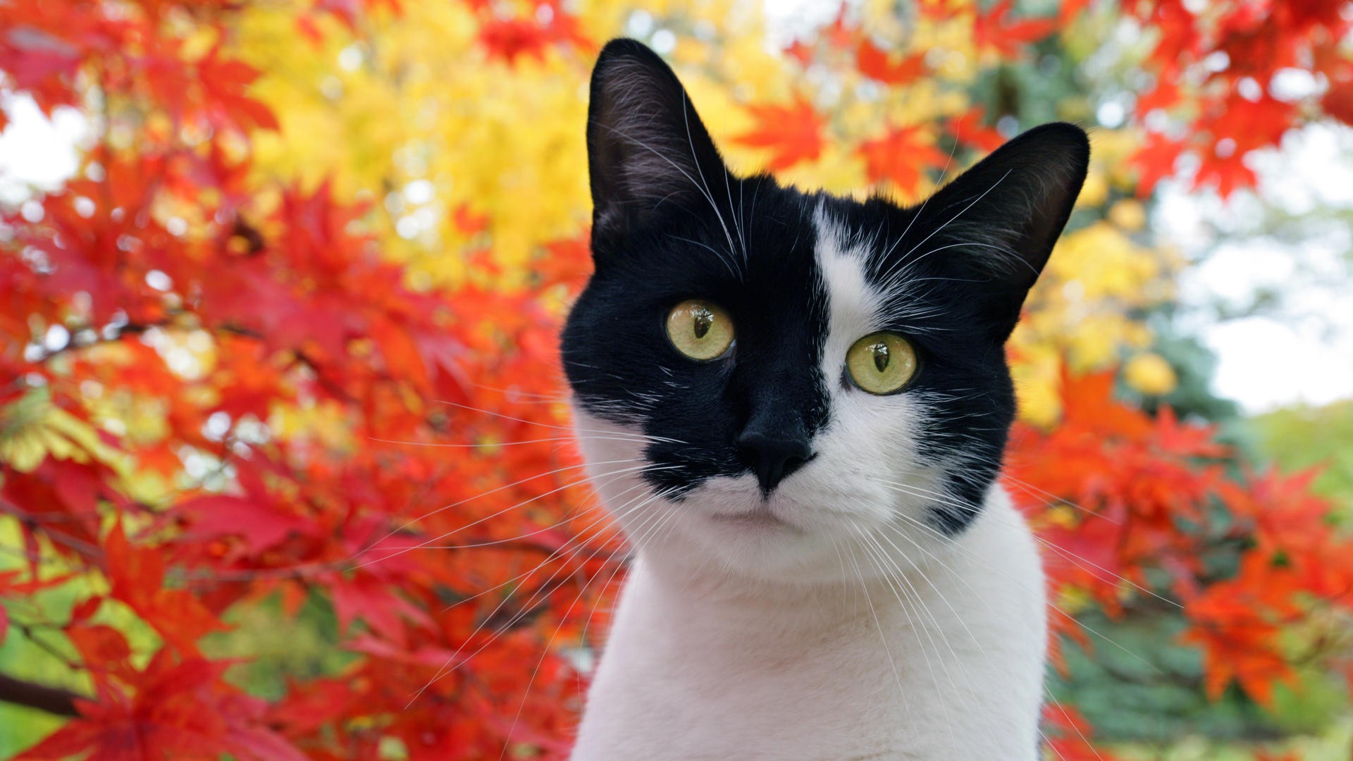 Descarga gratuita de fondo de pantalla para móvil de Gato, Gatos, Animales.