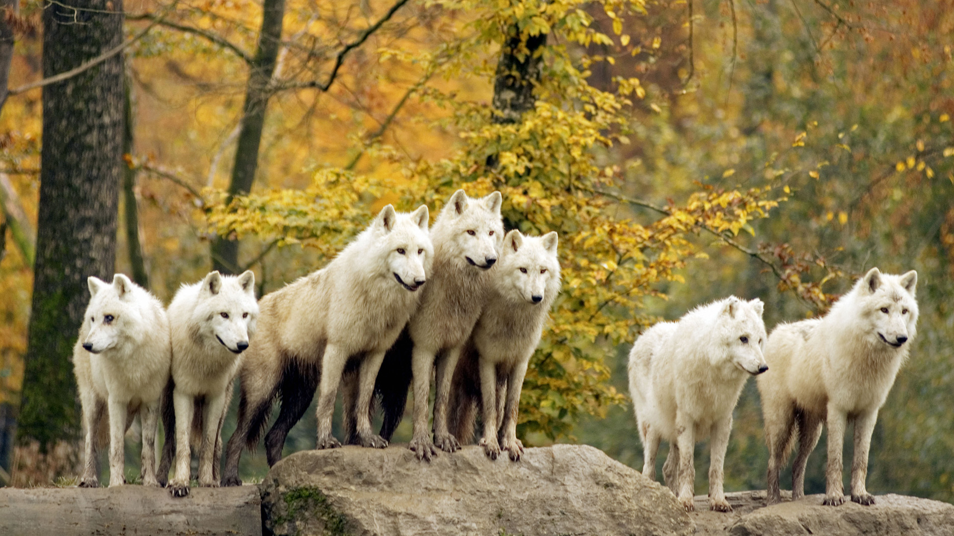 Téléchargez des papiers peints mobile Animaux, Loup gratuitement.