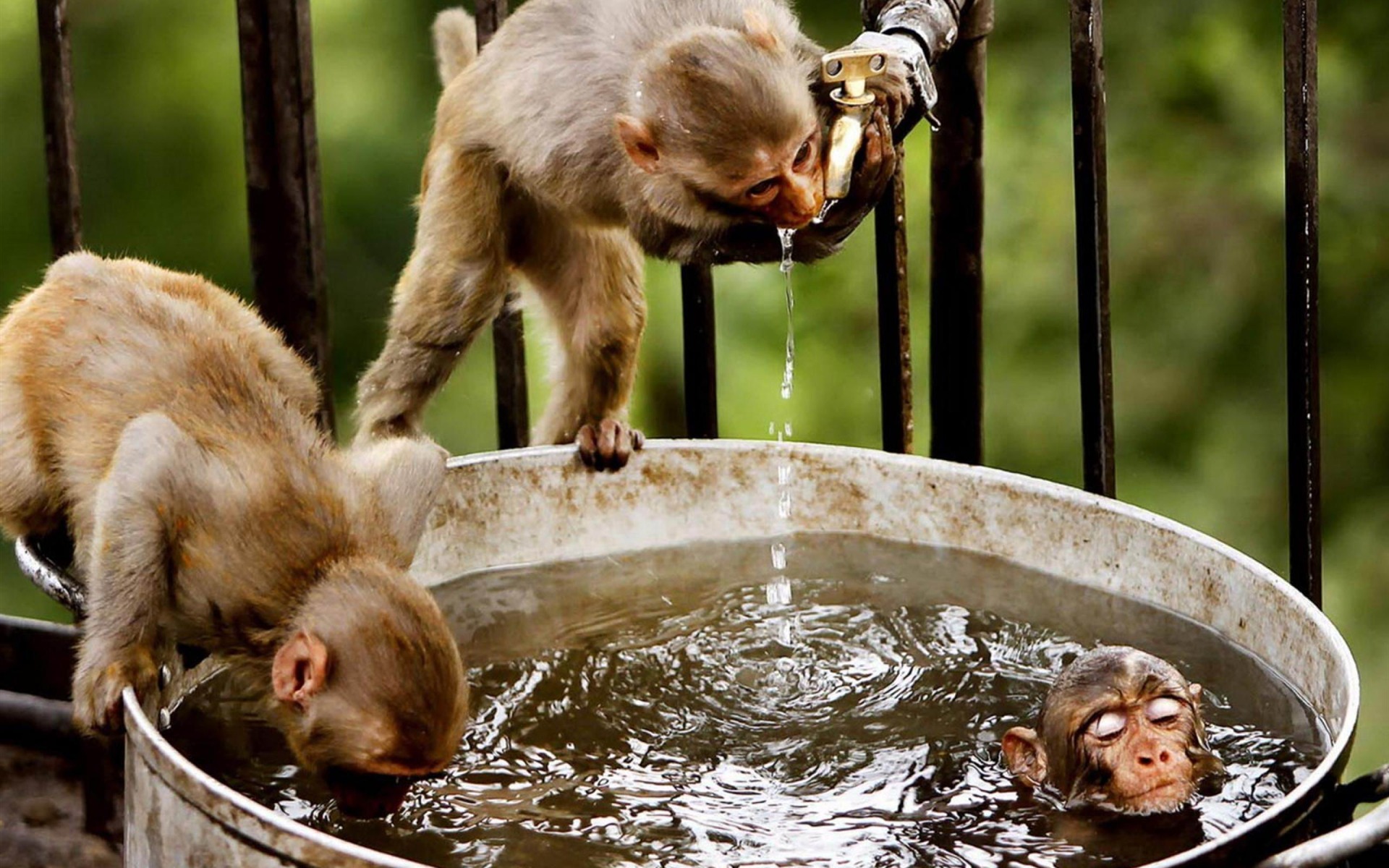 Baixar papel de parede para celular de Animais, Macaco gratuito.