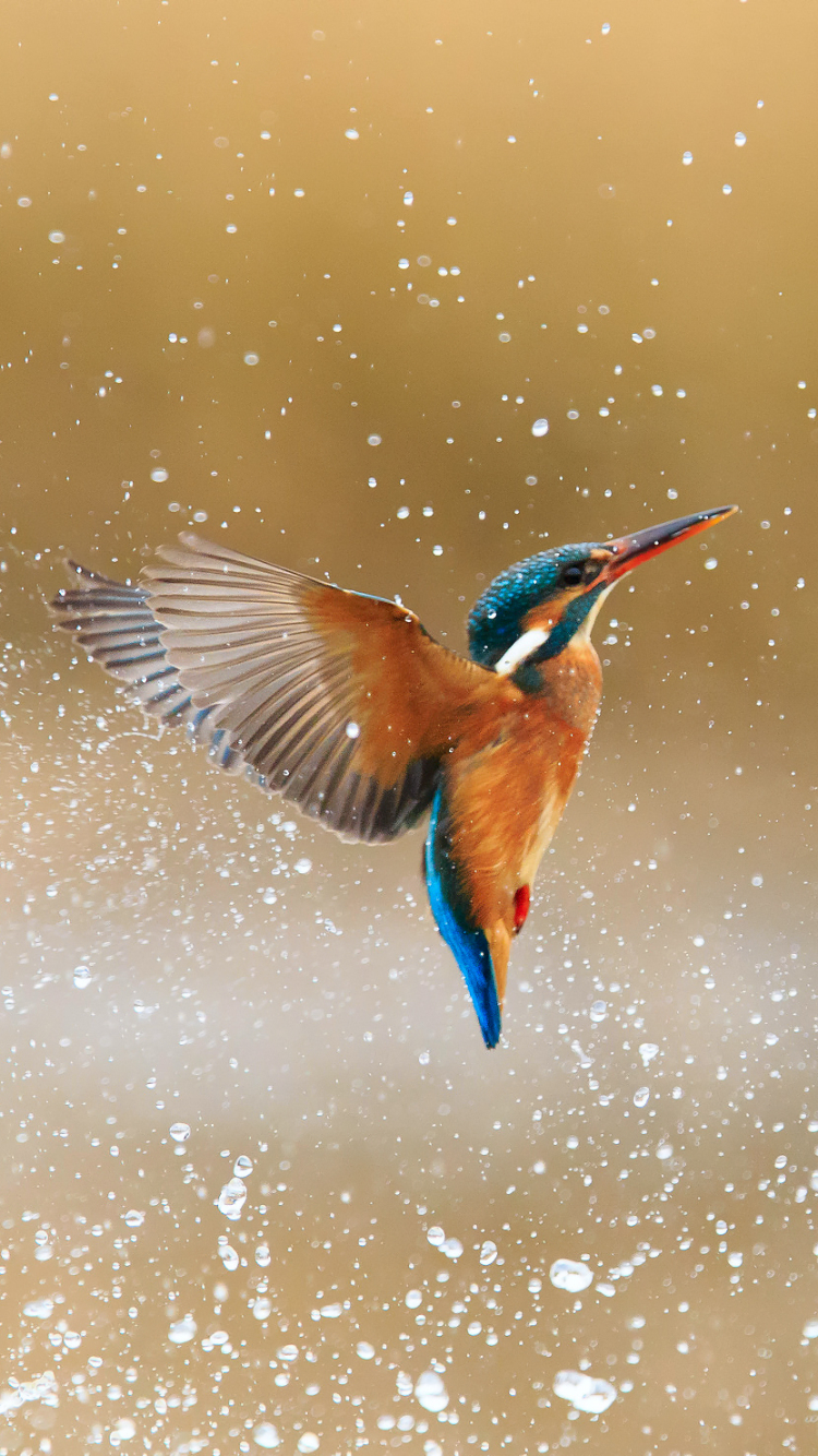 Download mobile wallpaper Birds, Bird, Animal, Kingfisher, Water Drop for free.