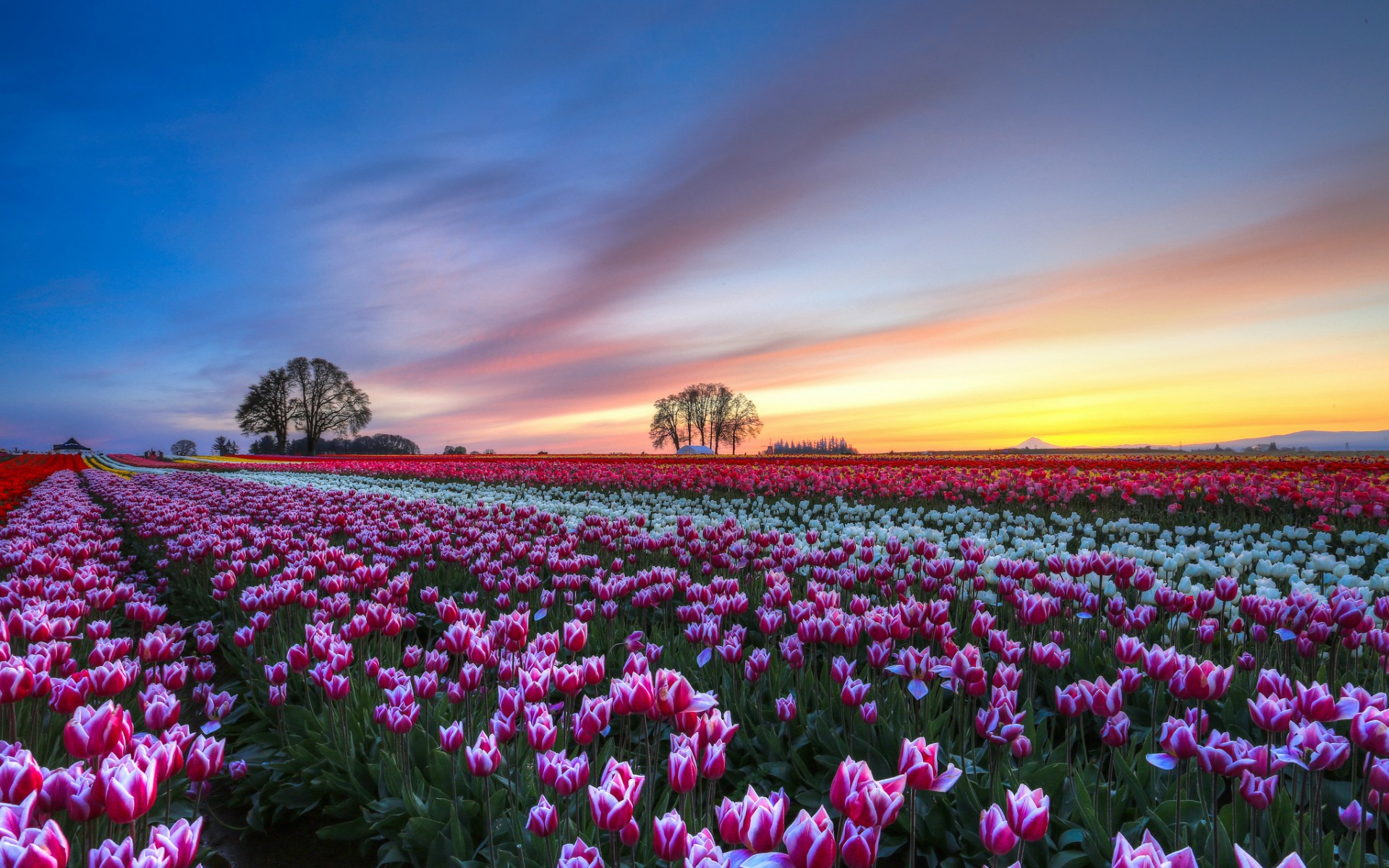 Téléchargez gratuitement l'image Tulipe, Fleurs, Terre/nature sur le bureau de votre PC