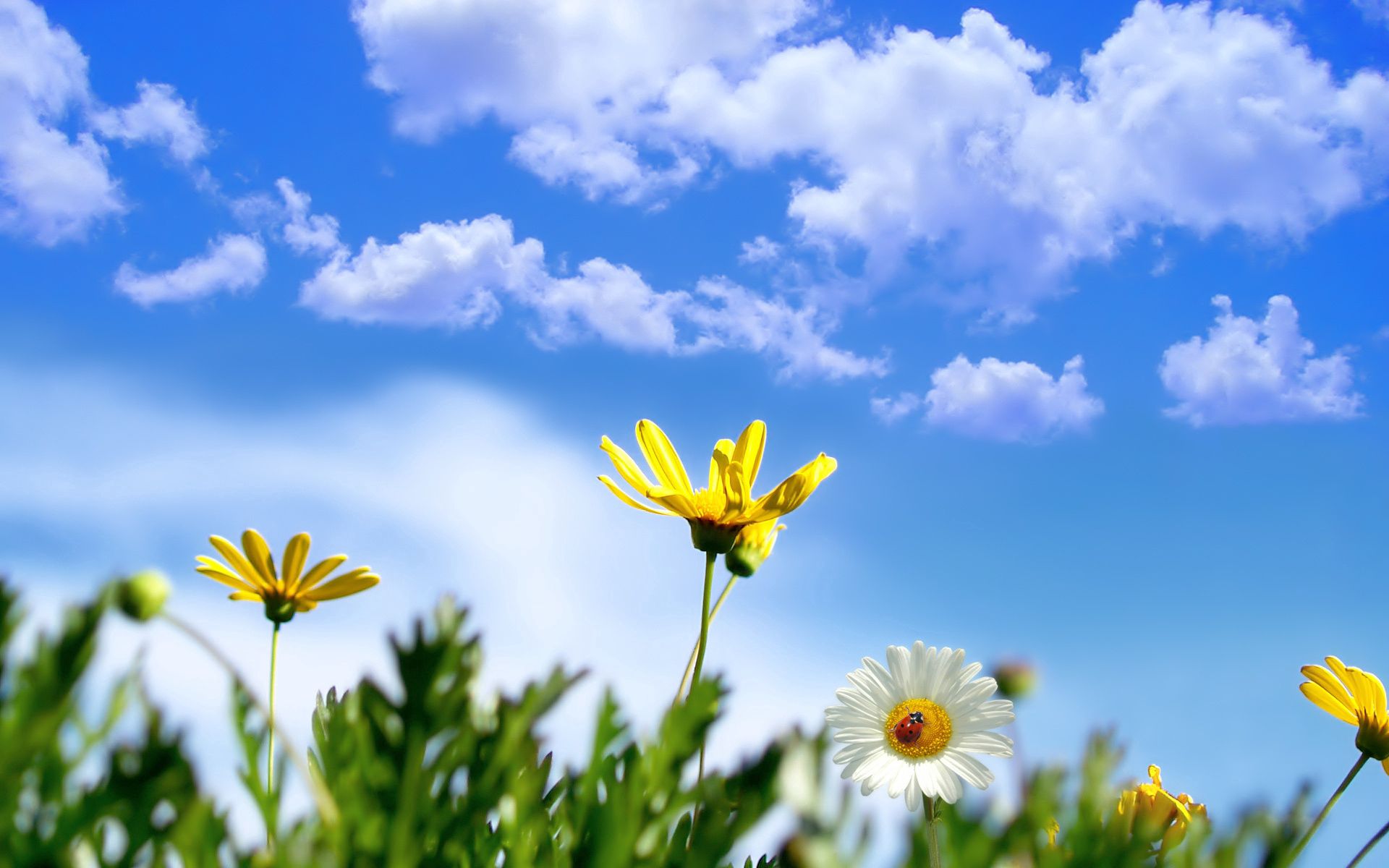126059 завантажити картинку трава, ромашка, квіти, небо, хмари, літо, божа корівка, сонечко - шпалери і заставки безкоштовно