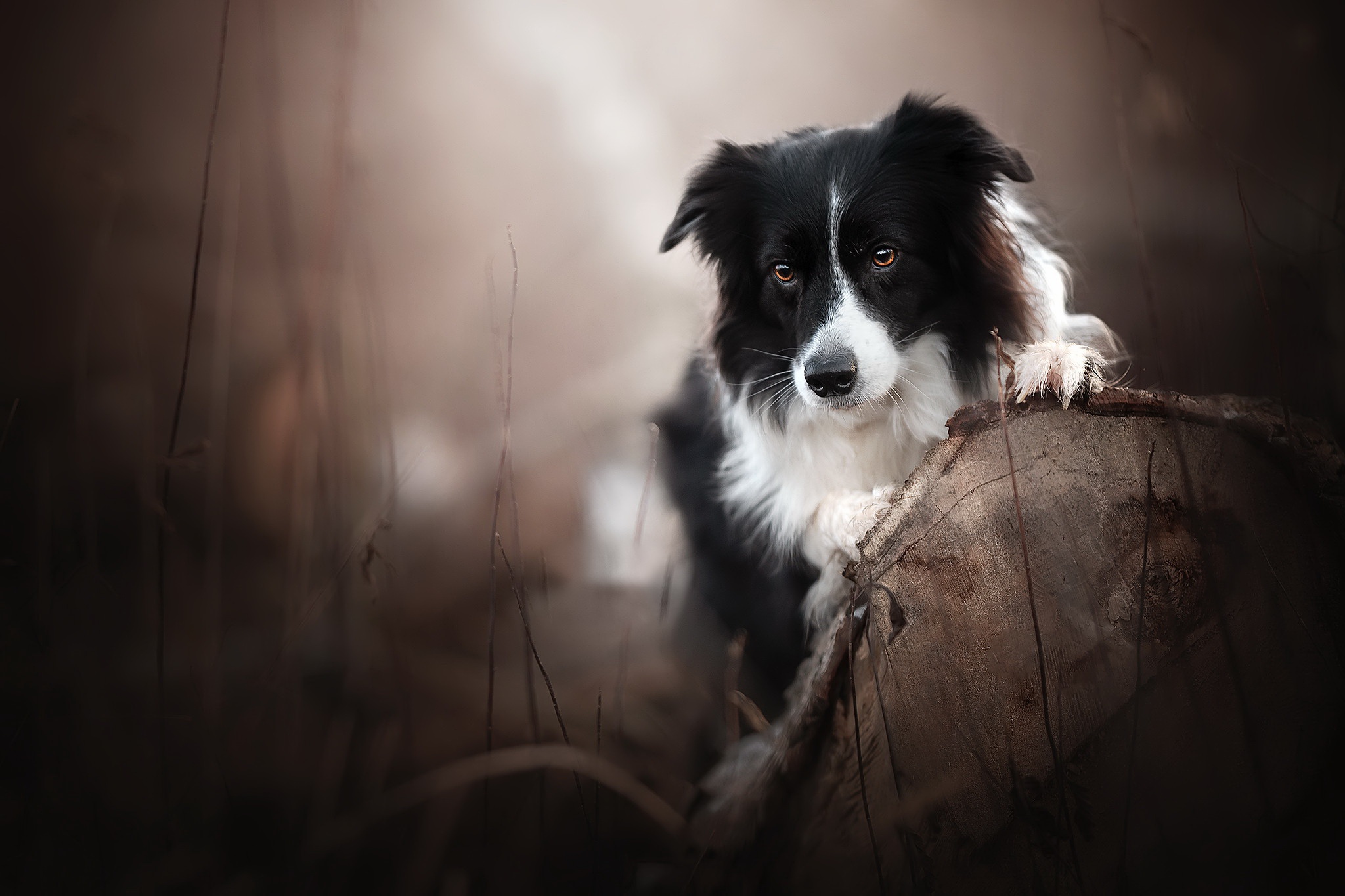 Handy-Wallpaper Tiere, Hunde, Hund, Border Collie kostenlos herunterladen.