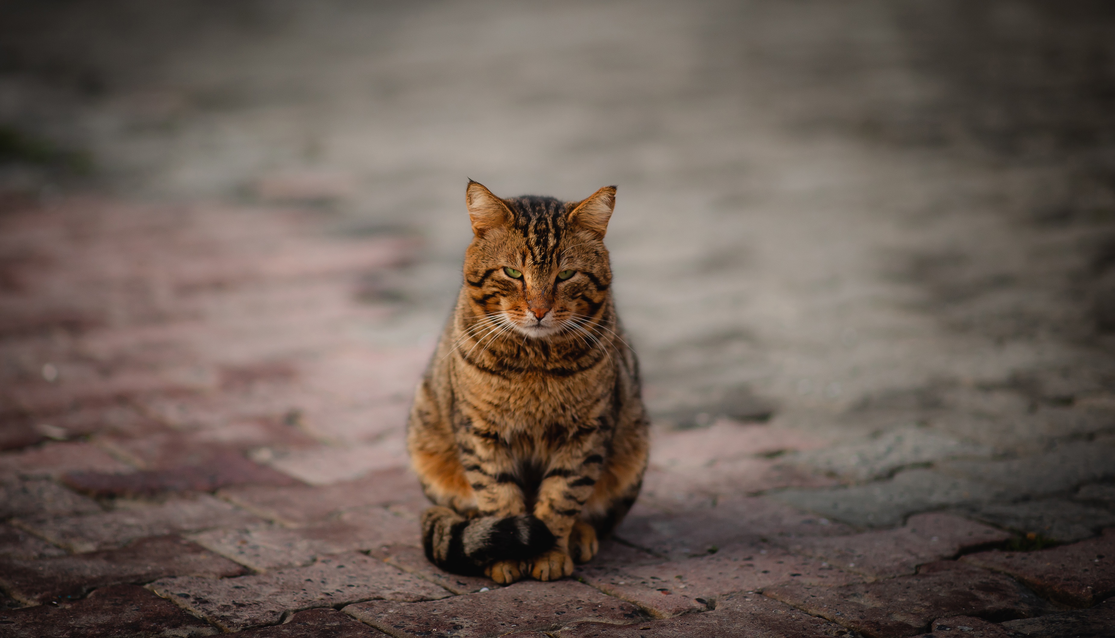 Baixe gratuitamente a imagem Animais, Gatos, Gato na área de trabalho do seu PC