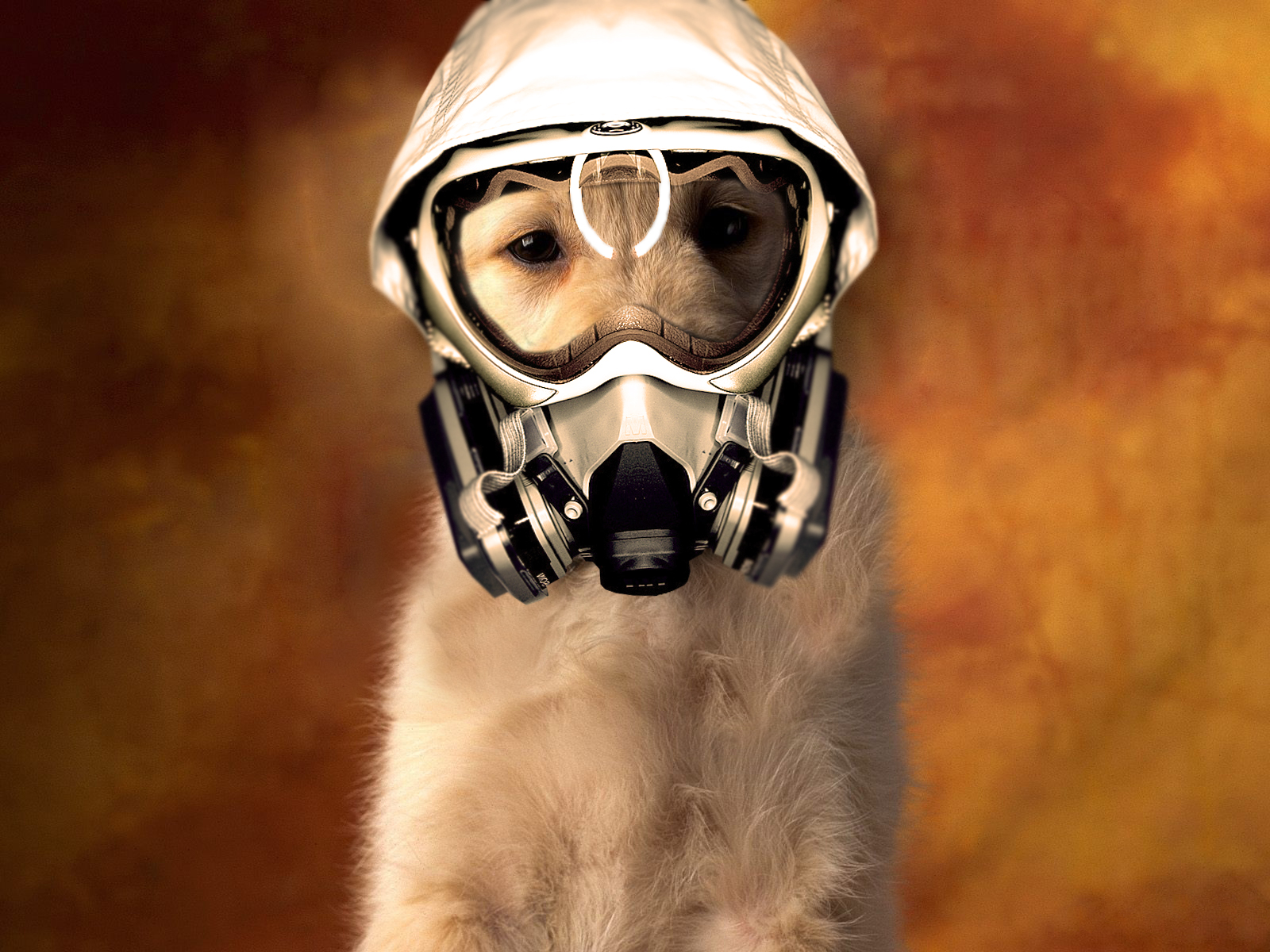 Download mobile wallpaper Dark, Dog, Mask, Gas Mask, Cute for free.