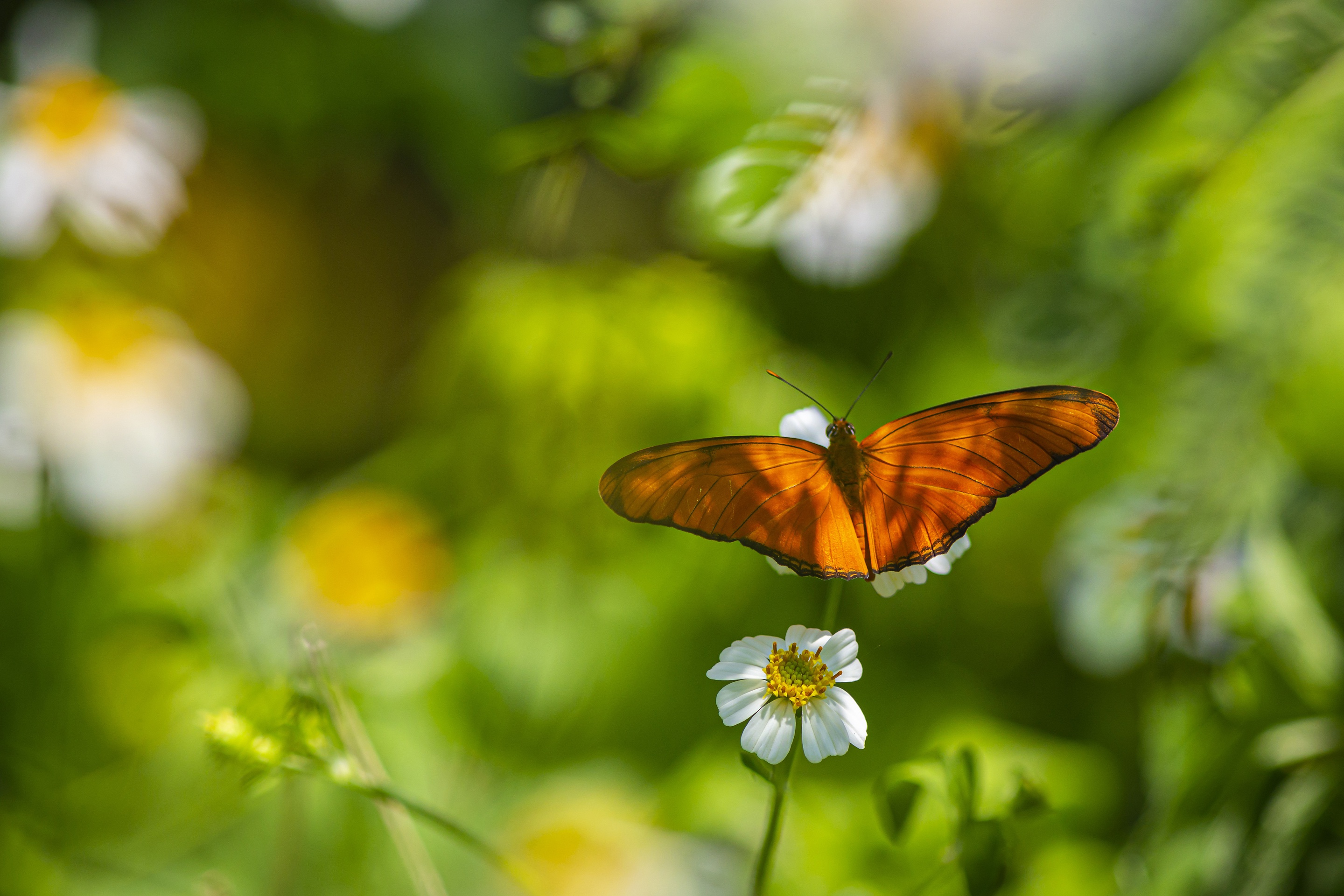 Téléchargez des papiers peints mobile Animaux, Insecte, Papillon gratuitement.