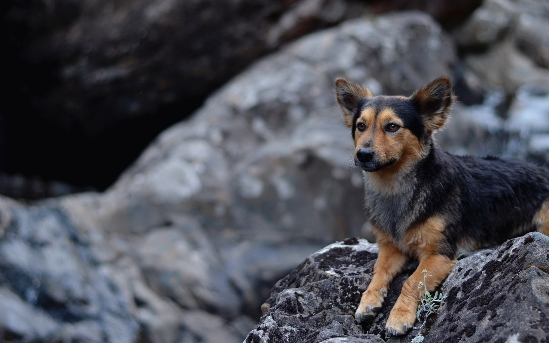 Baixar papel de parede para celular de Animais, Cães, Cão gratuito.