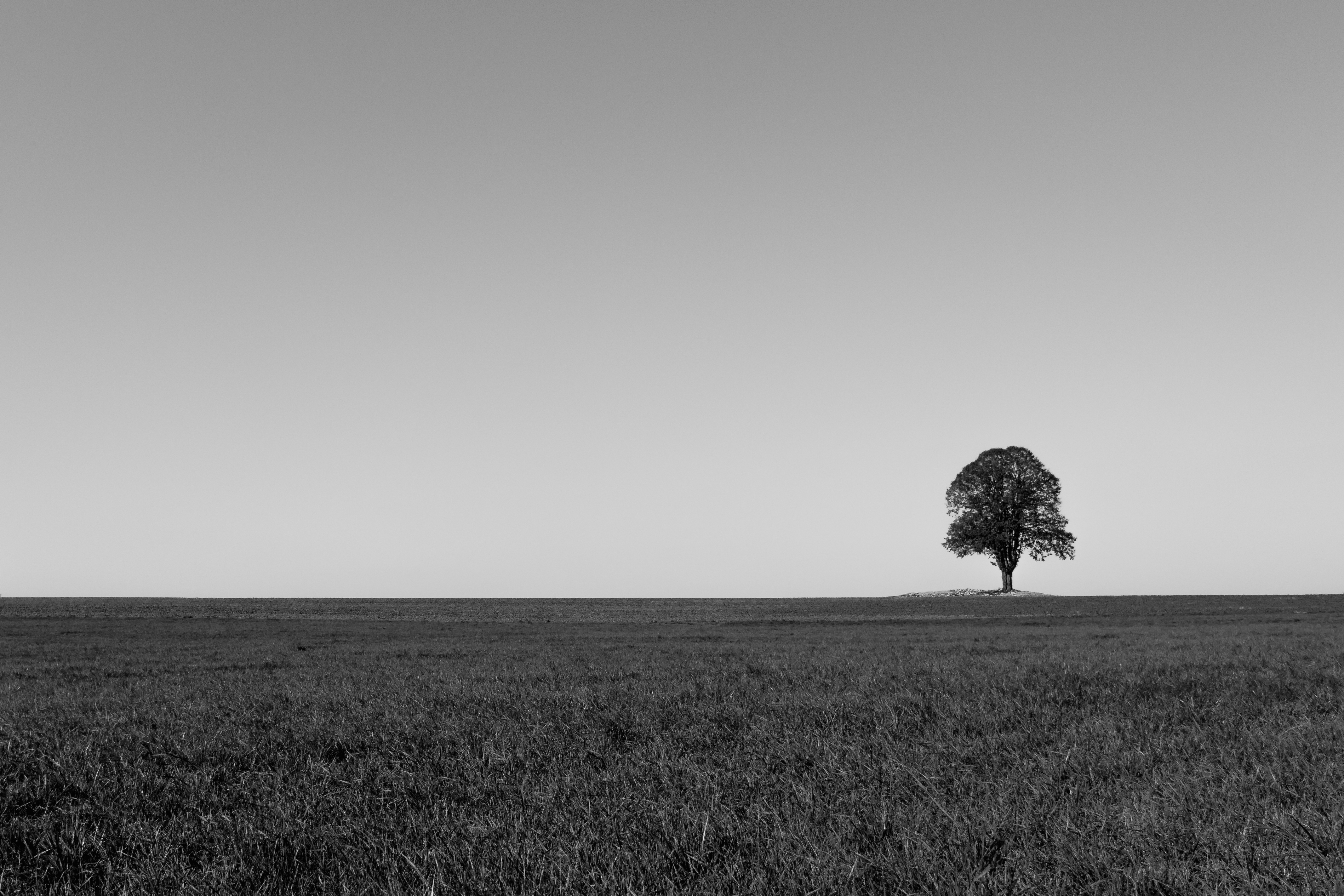 minimalism, horizon, wood, tree, field, bw, chb