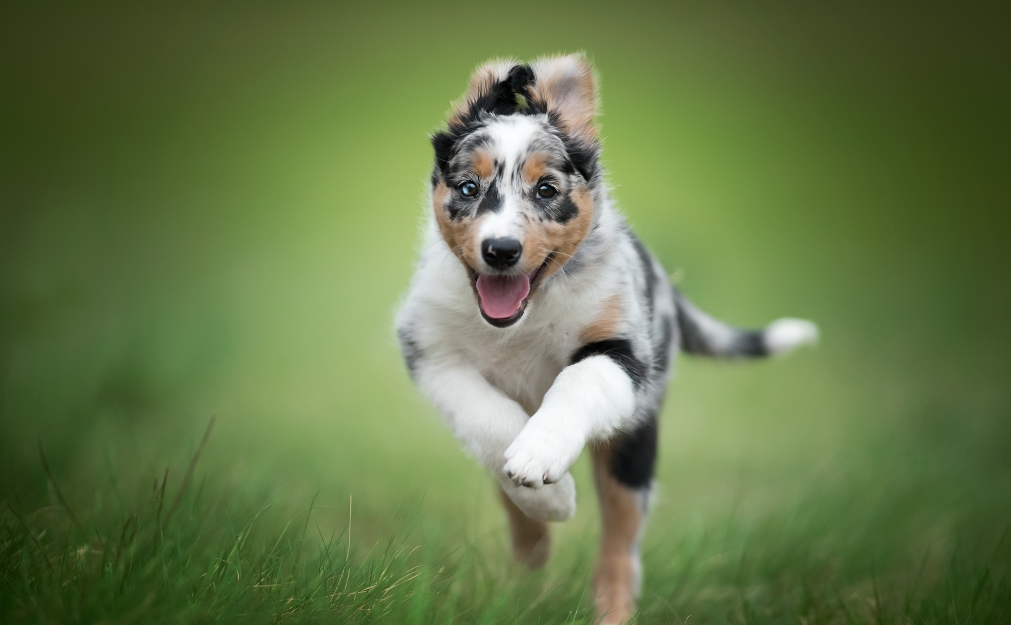 432997 Bildschirmschoner und Hintergrundbilder Hunde auf Ihrem Telefon. Laden Sie  Bilder kostenlos herunter