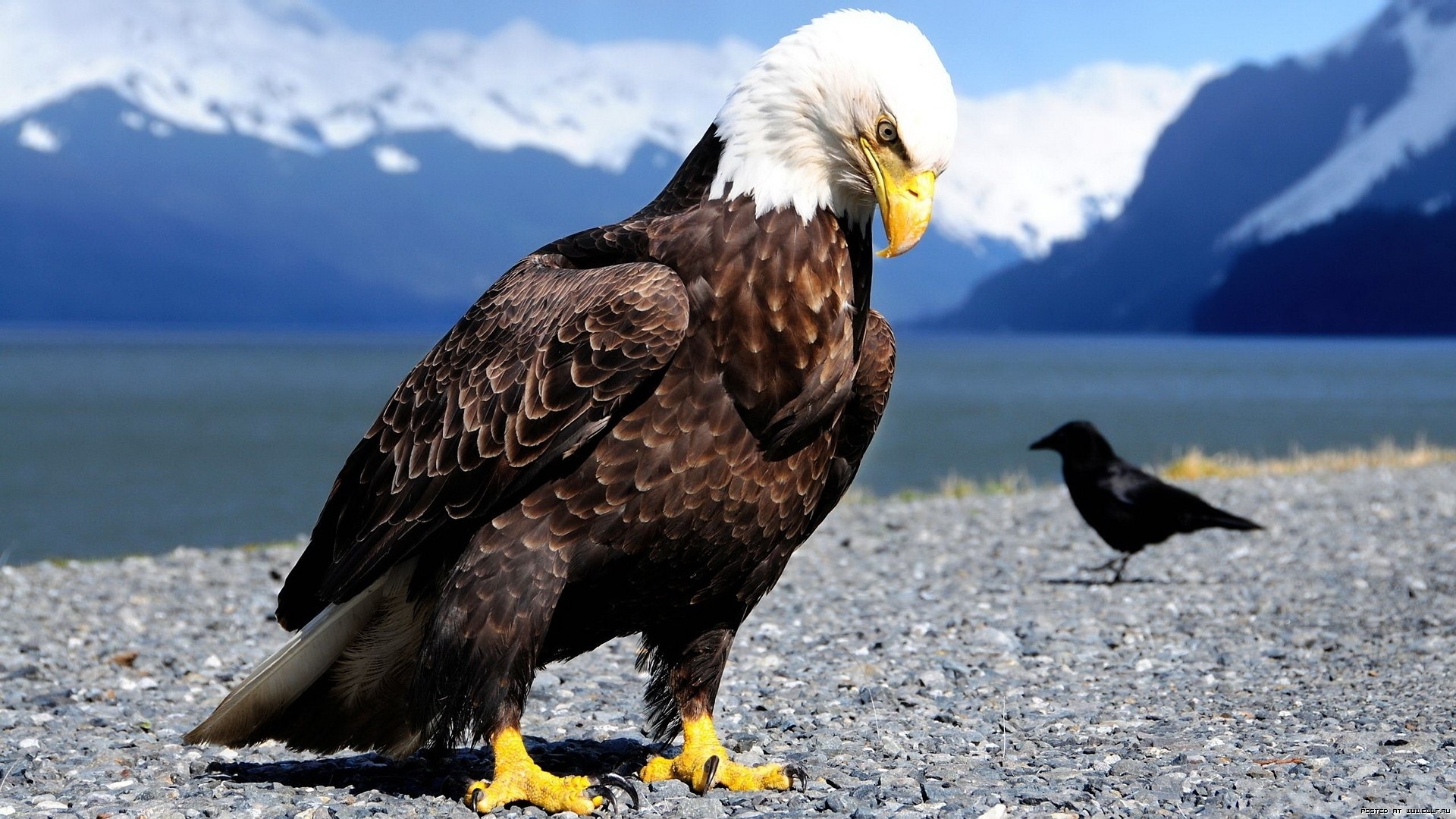 50276 descargar imagen animales, birds, eagles: fondos de pantalla y protectores de pantalla gratis