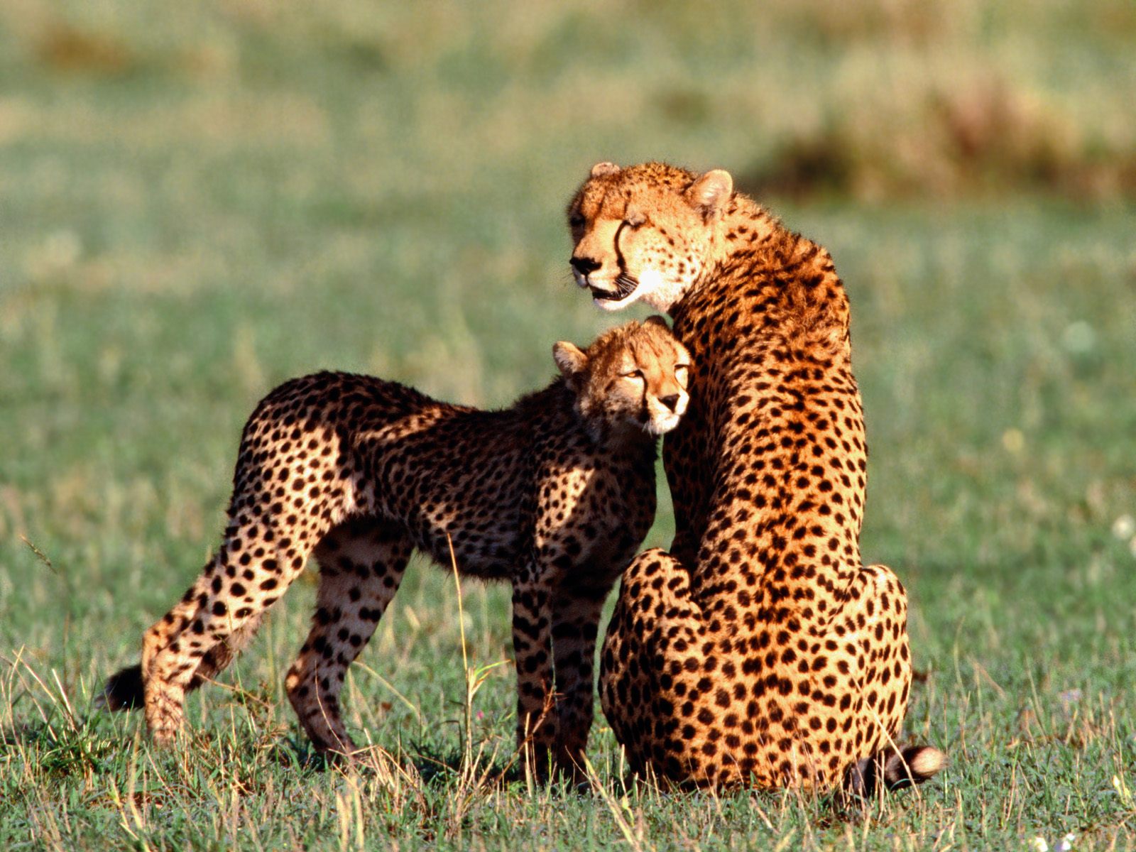 Download mobile wallpaper Cats, Cheetah, Animal for free.