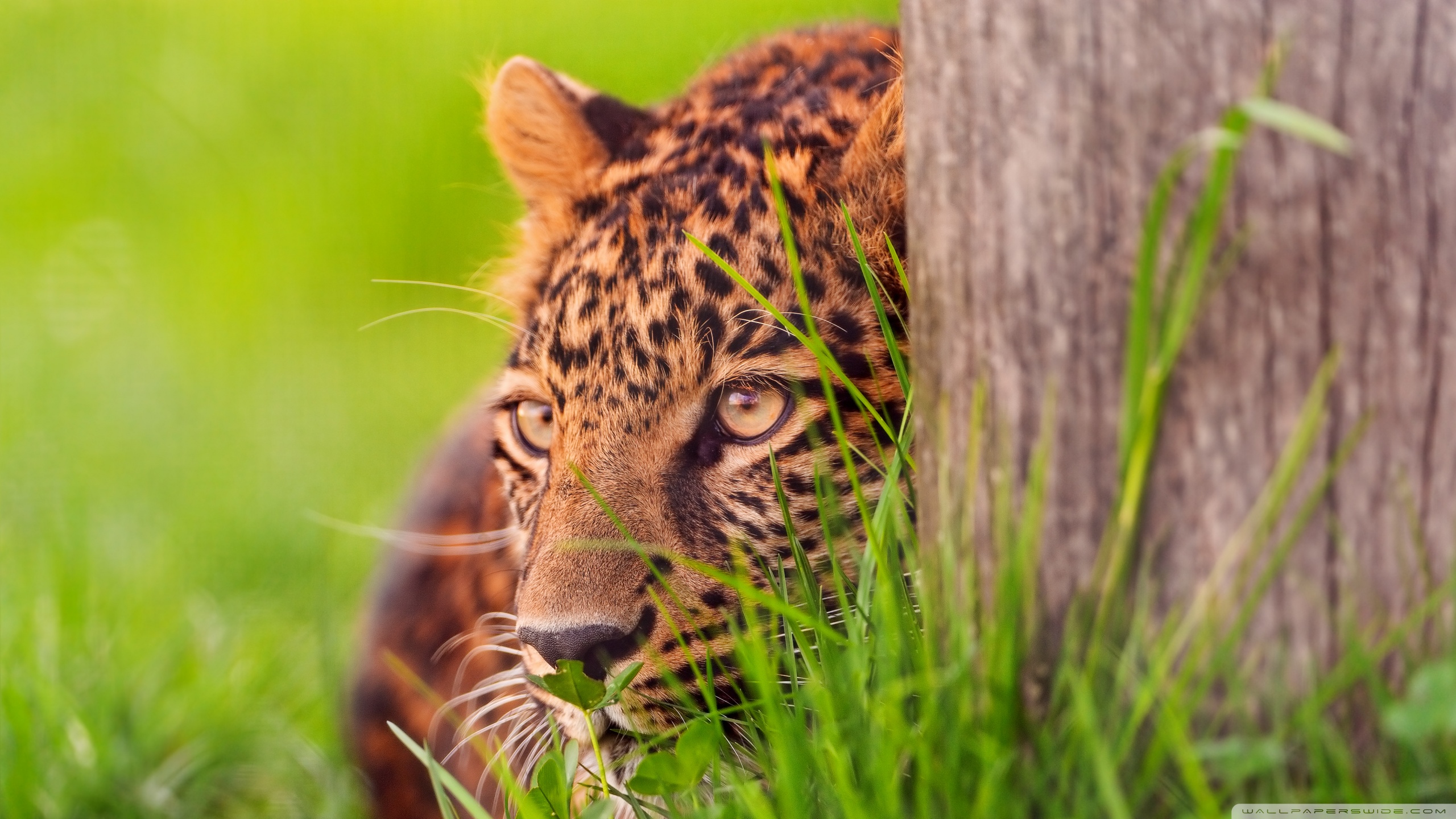 Download mobile wallpaper Cats, Leopard, Animal for free.