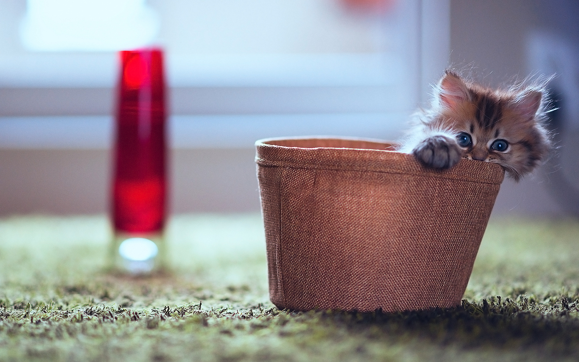 Téléchargez gratuitement l'image Animaux, Chats, Chat sur le bureau de votre PC