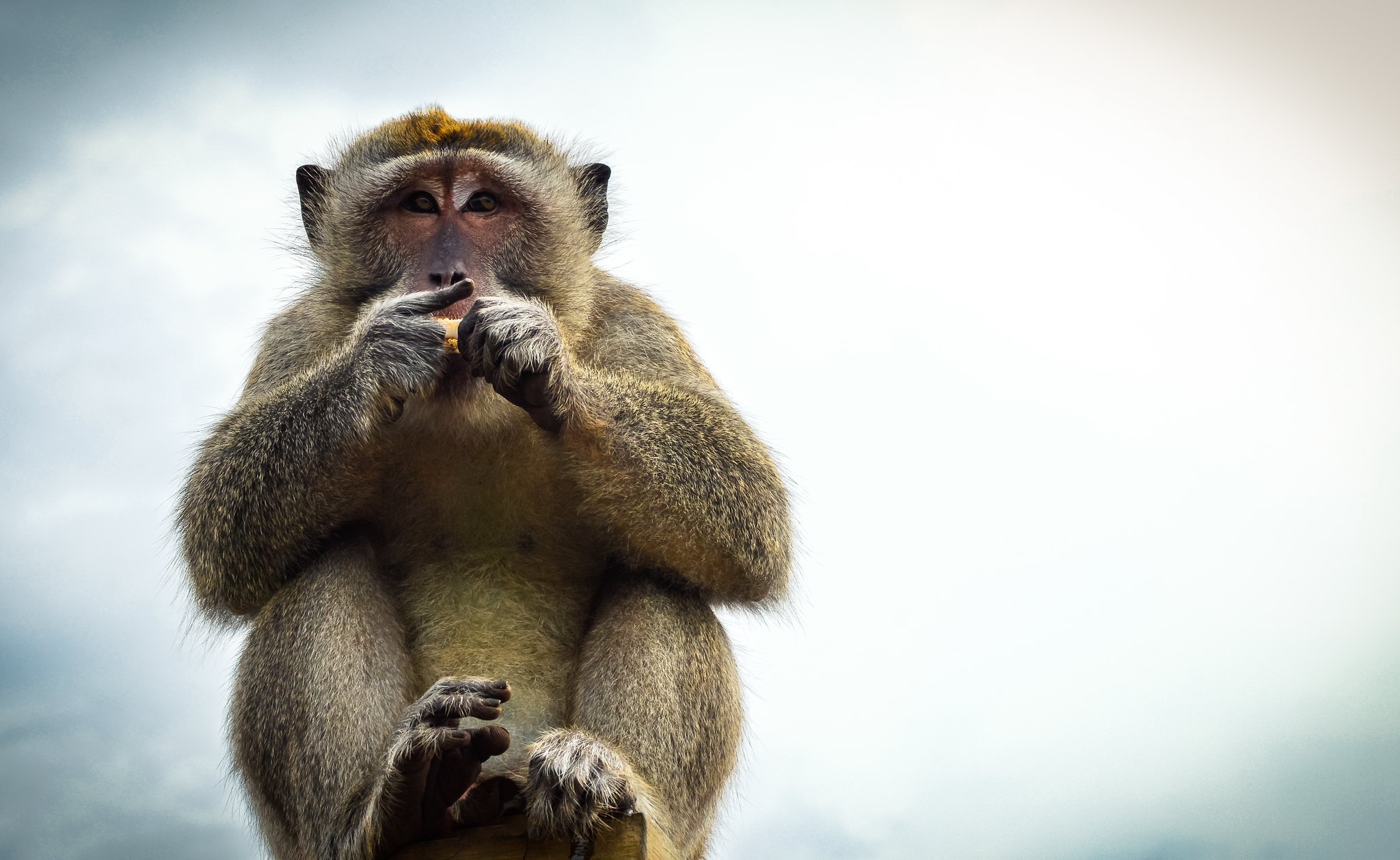 Скачати мобільні шпалери Мавпа, Тварина, Макака безкоштовно.