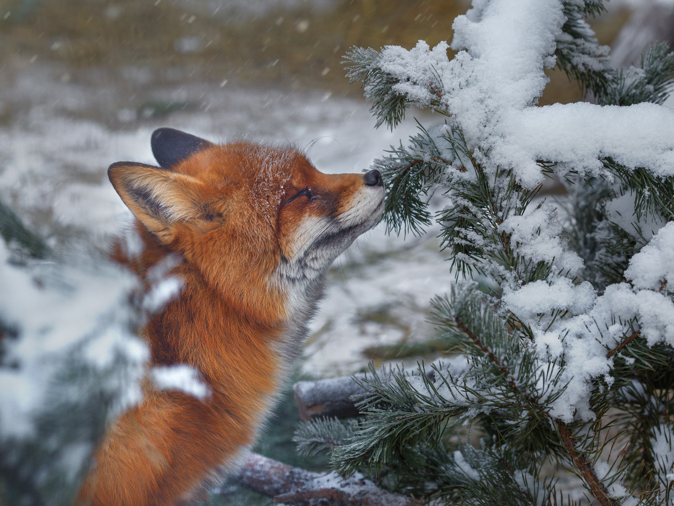 Download mobile wallpaper Winter, Snow, Fox, Animal for free.