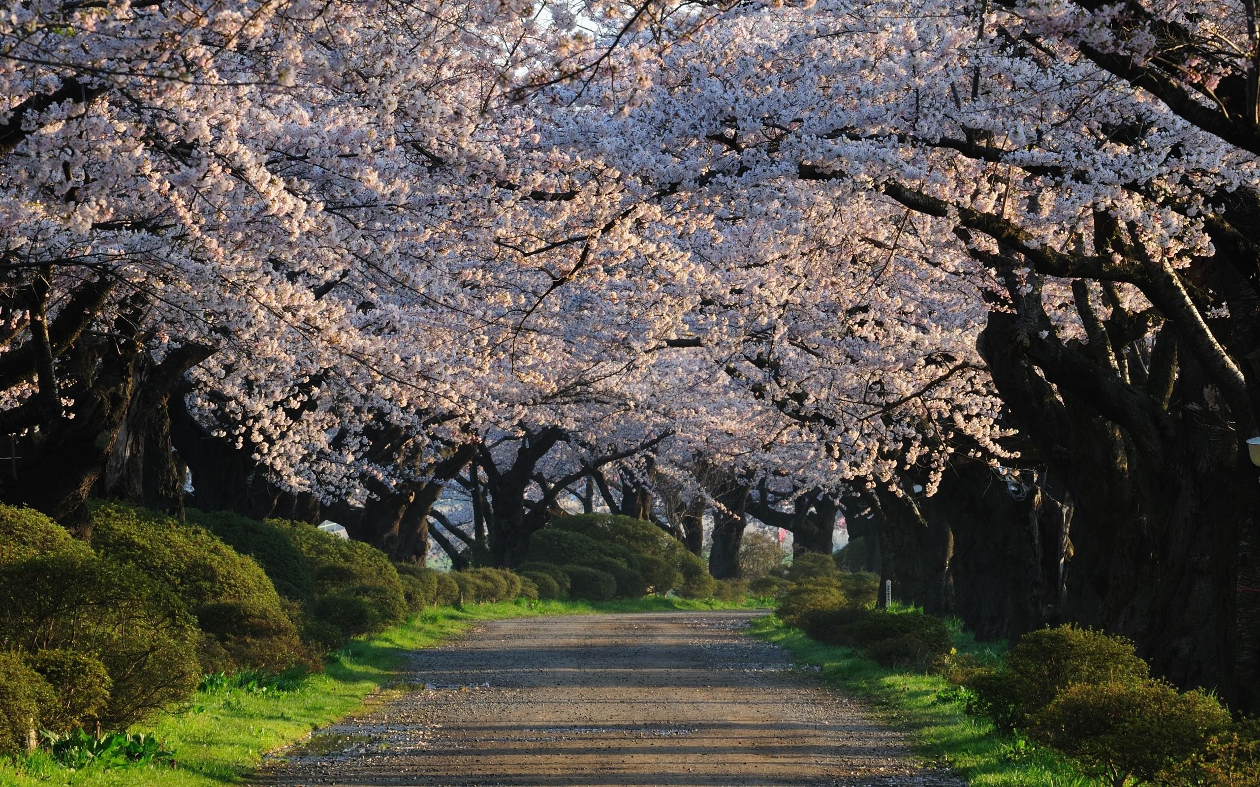 Free download wallpaper Flowers, Tree, Earth, Path, Spring, White Flower, Blossom, Tree Lined on your PC desktop