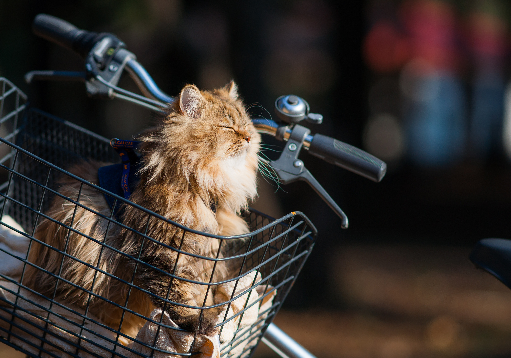 Handy-Wallpaper Tiere, Katzen, Katze kostenlos herunterladen.