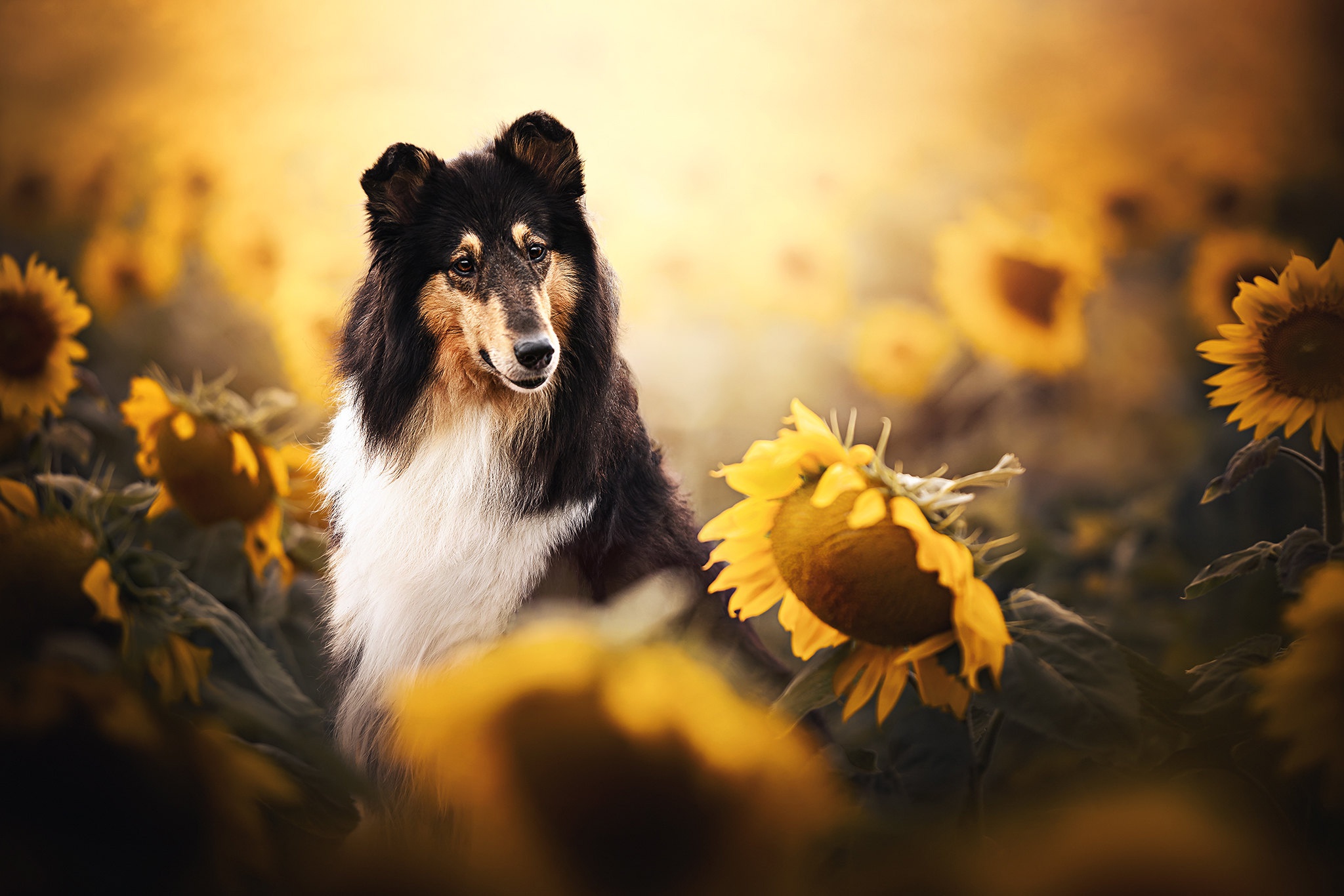 Handy-Wallpaper Tiere, Hunde, Sonnenblume, Schottischer Schäferhund kostenlos herunterladen.