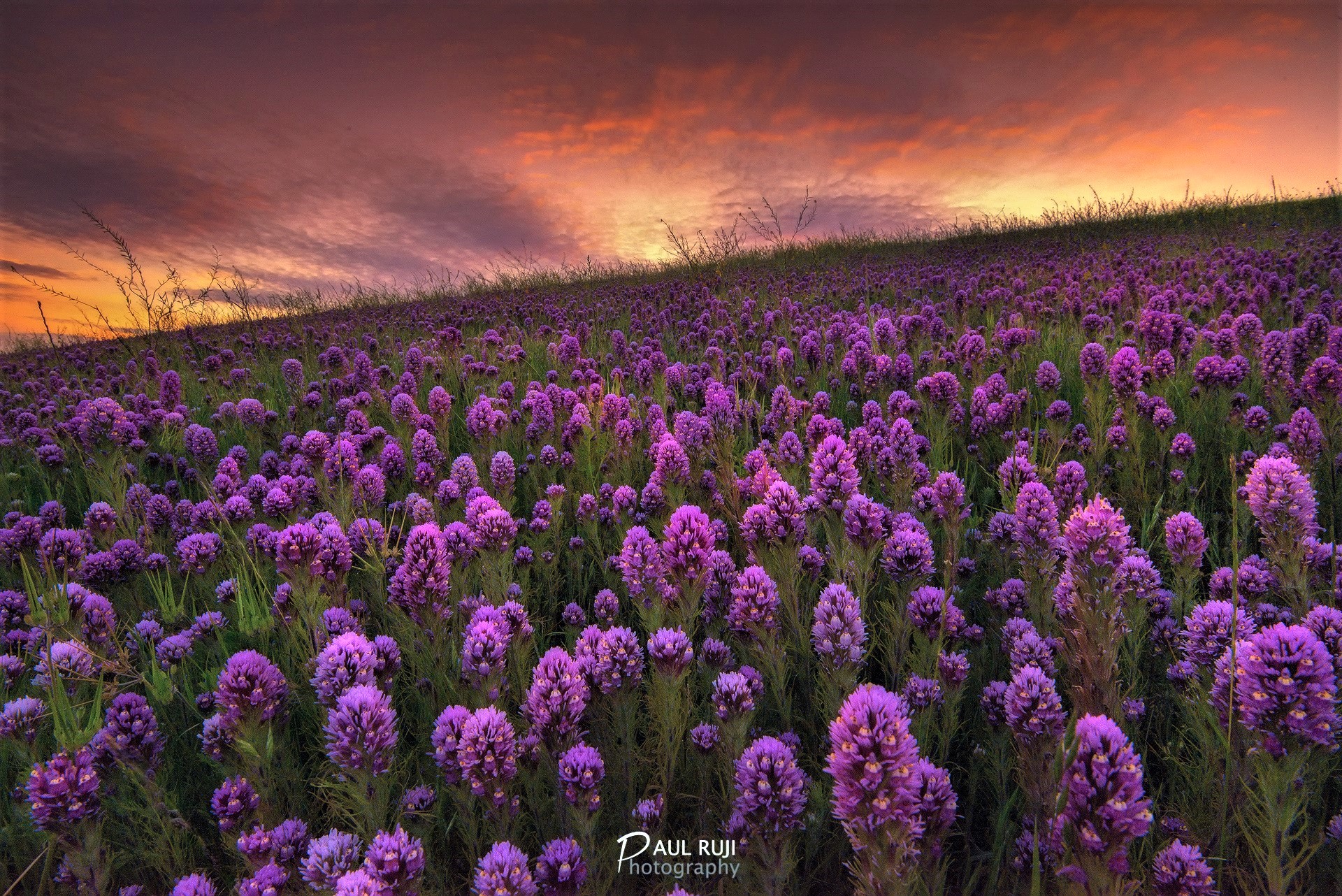Free download wallpaper Flowers, Sunset, Flower, Earth, Field, Spring, Purple Flower on your PC desktop