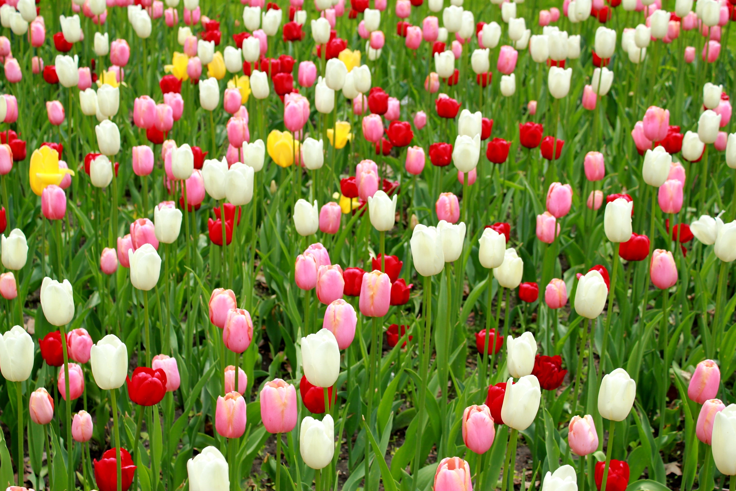 57726 скачать картинку тюльпаны, листья, разные, цветы, много - обои и заставки бесплатно