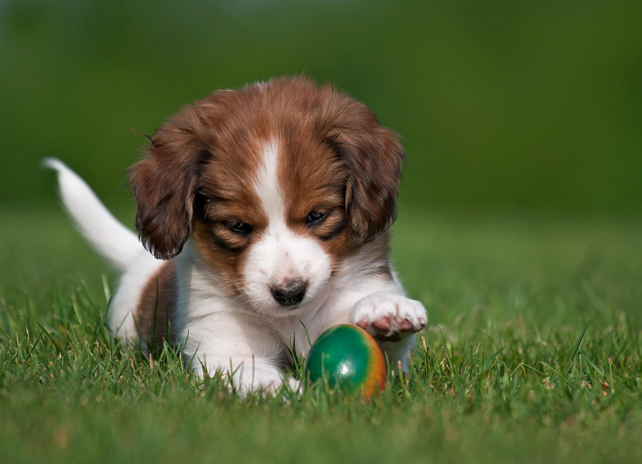 puppy, animals, dog, ball, playful, koikerhondje, coykerhondie Full HD