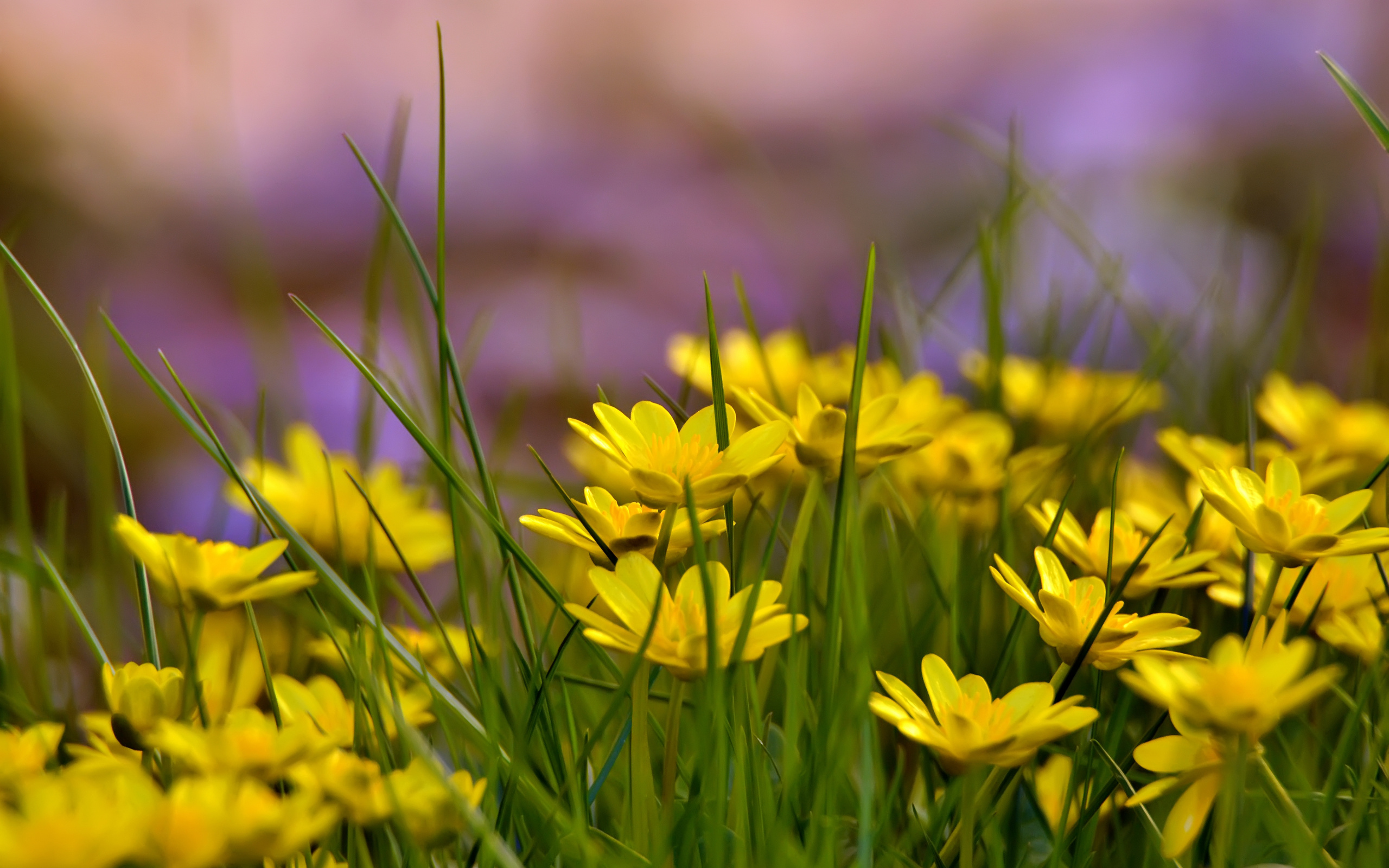 Descarga gratuita de fondo de pantalla para móvil de Flores, Flor, Tierra/naturaleza.