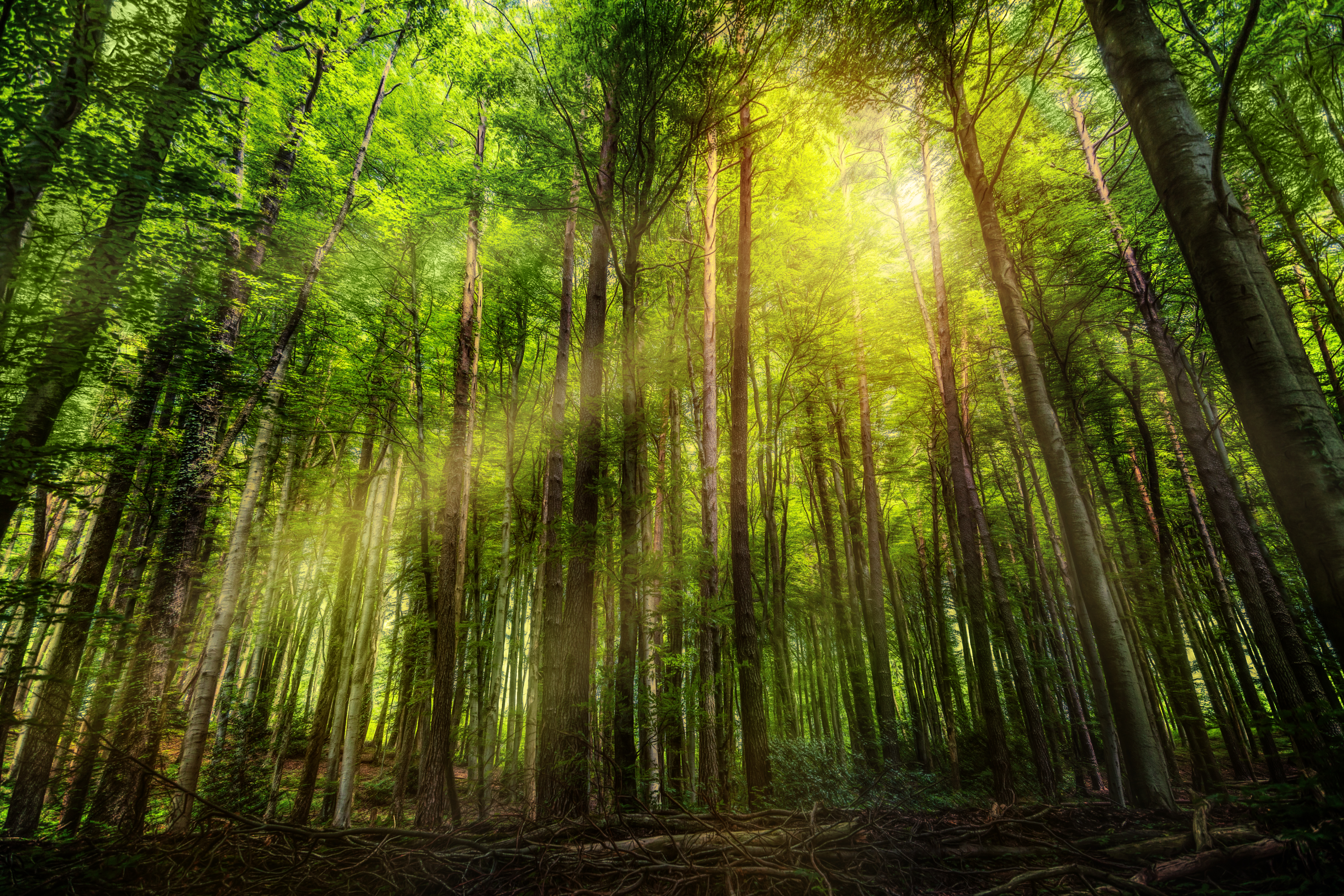 Téléchargez des papiers peints mobile Forêt, Arbre, Rayon De Soleil, La Nature, Terre/nature gratuitement.