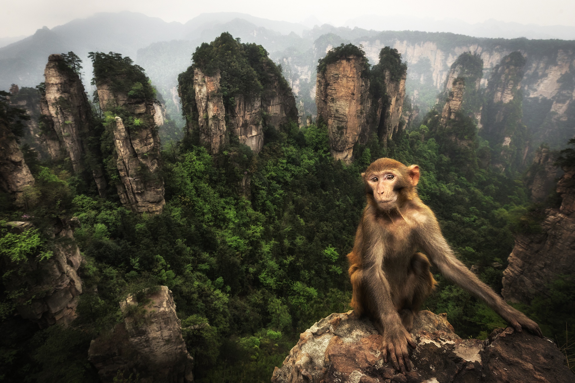 Laden Sie das Tiere, Affen, Makaken-Bild kostenlos auf Ihren PC-Desktop herunter