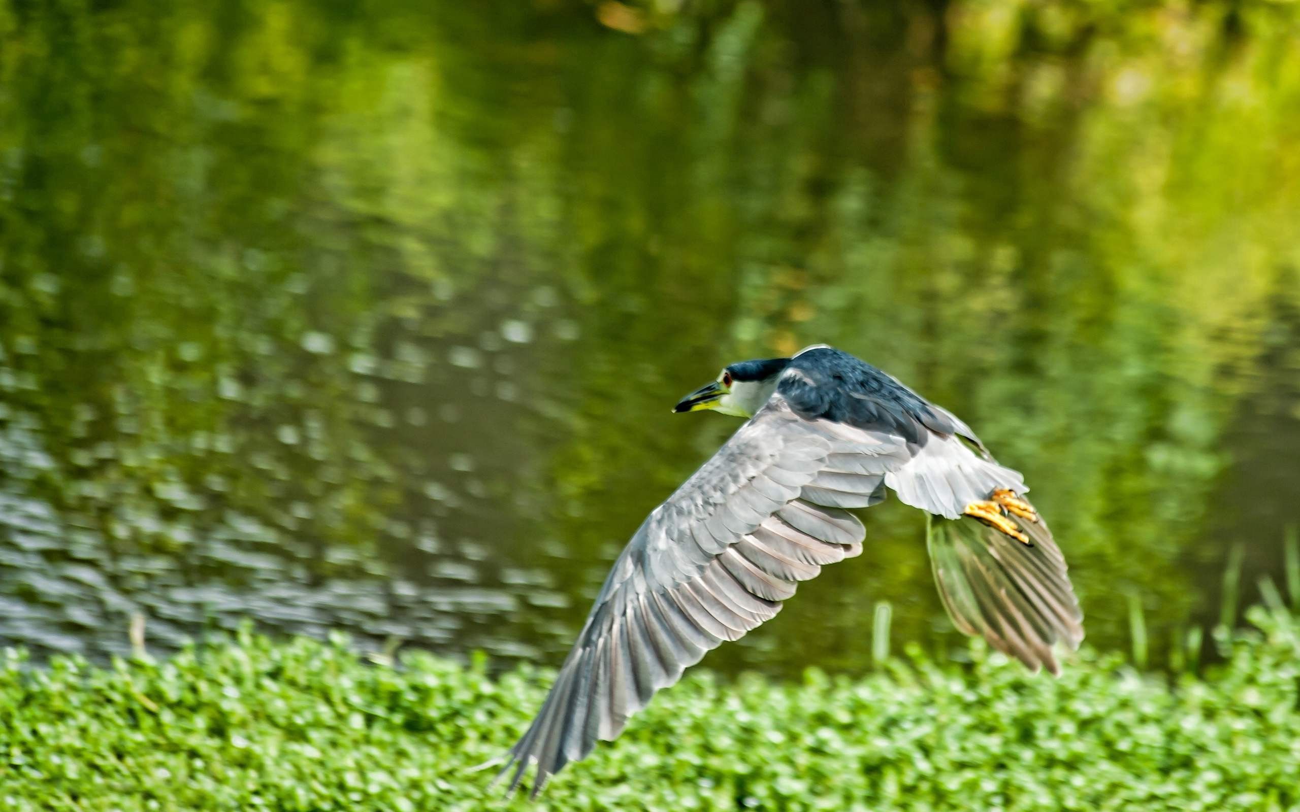 Free download wallpaper Grass, Animals, Flight, Bird on your PC desktop