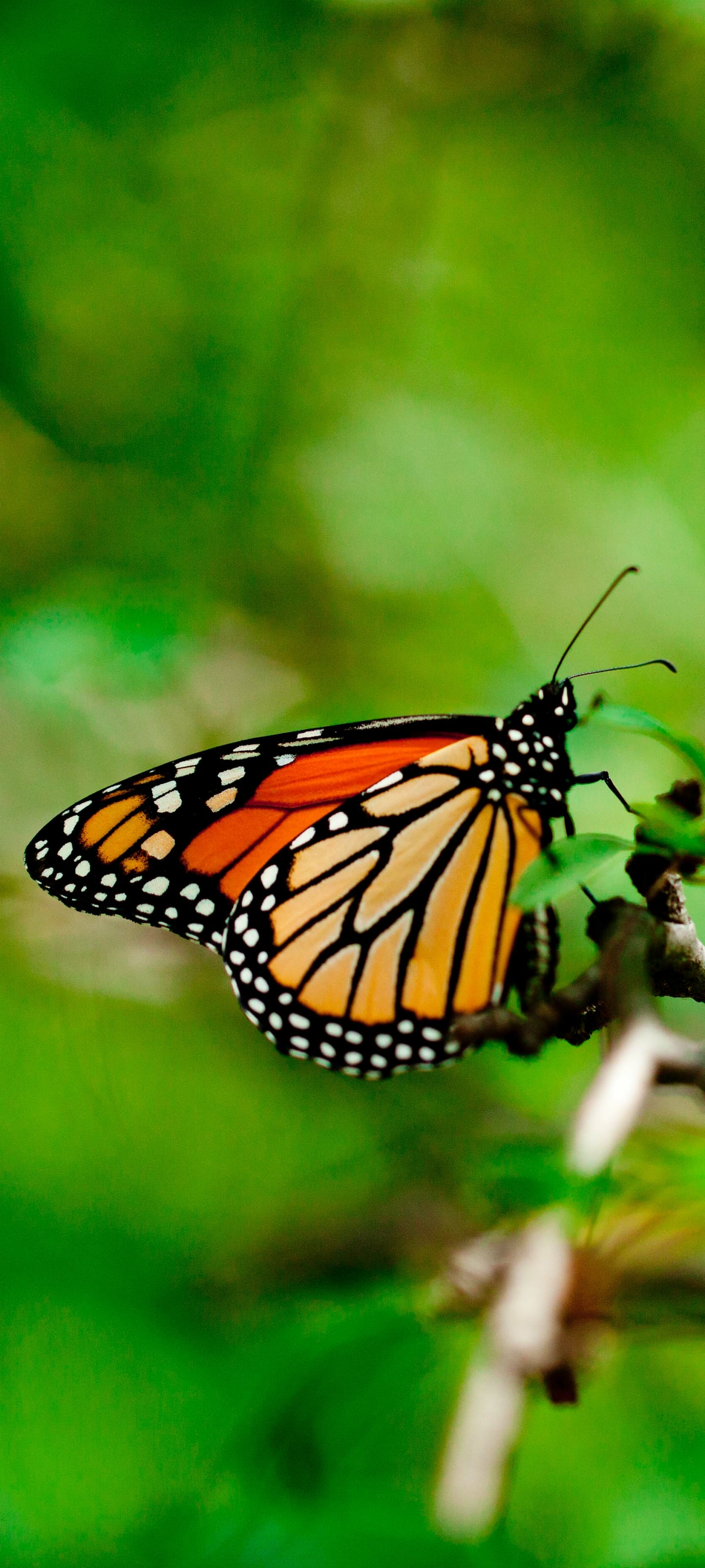 Descarga gratuita de fondo de pantalla para móvil de Animales, Mariposa.