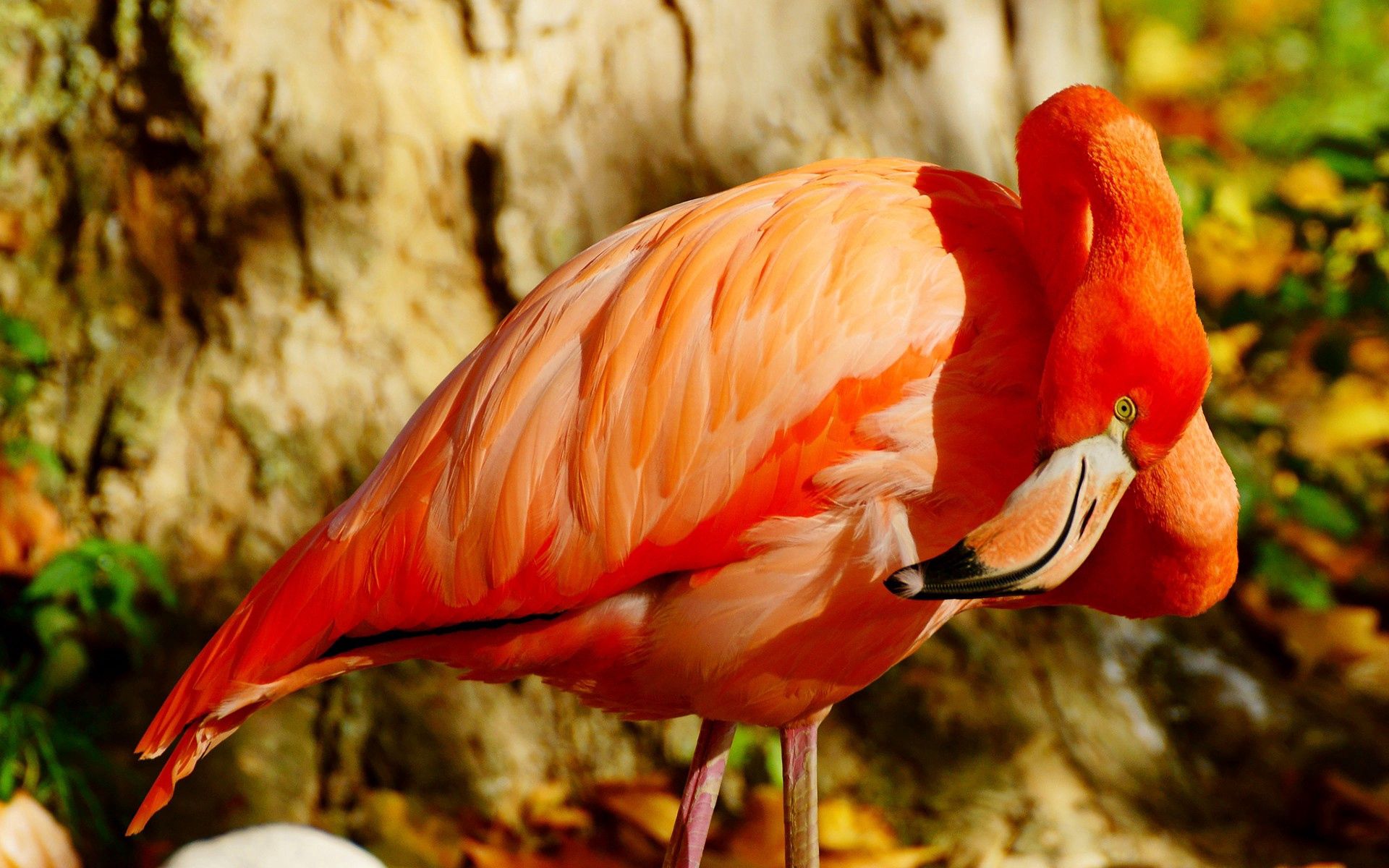 Download mobile wallpaper Flamingo, Animals, Beak, Bird for free.