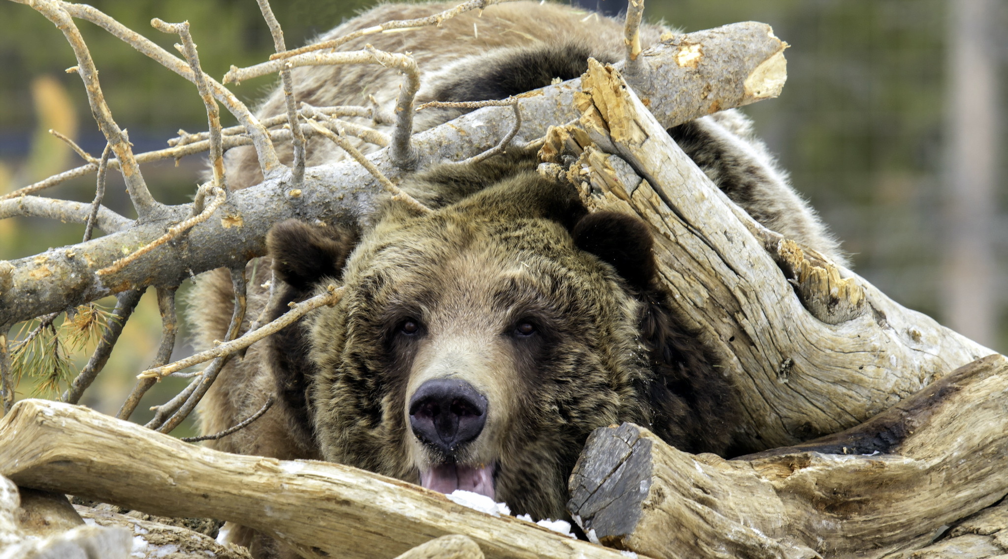 Free download wallpaper Bears, Bear, Animal, Log on your PC desktop