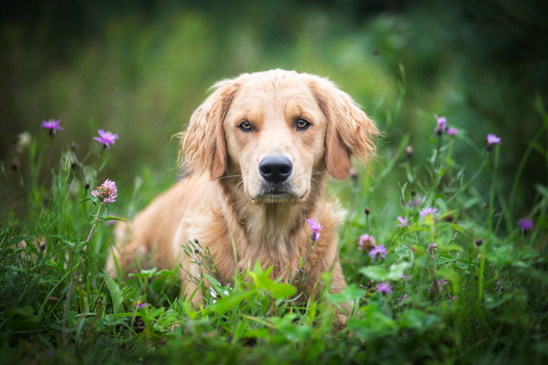 Téléchargez gratuitement l'image Animaux, Chiens, Chien, Golden Retriever, Regard sur le bureau de votre PC