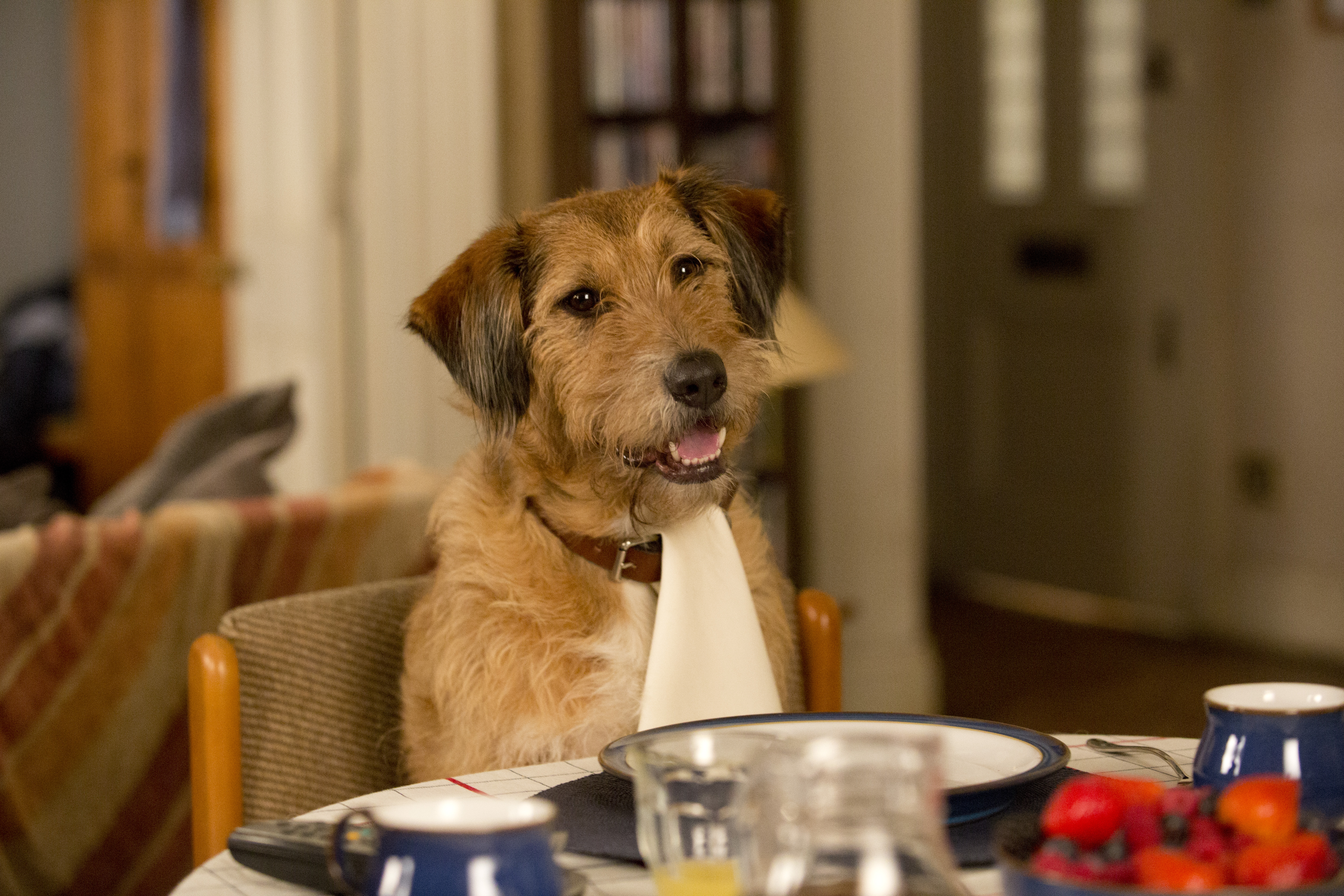 movie, absolutely anything, dog