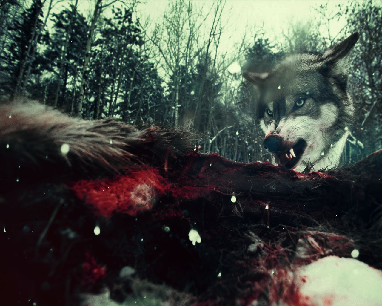 Free download wallpaper Wolf, Animal on your PC desktop