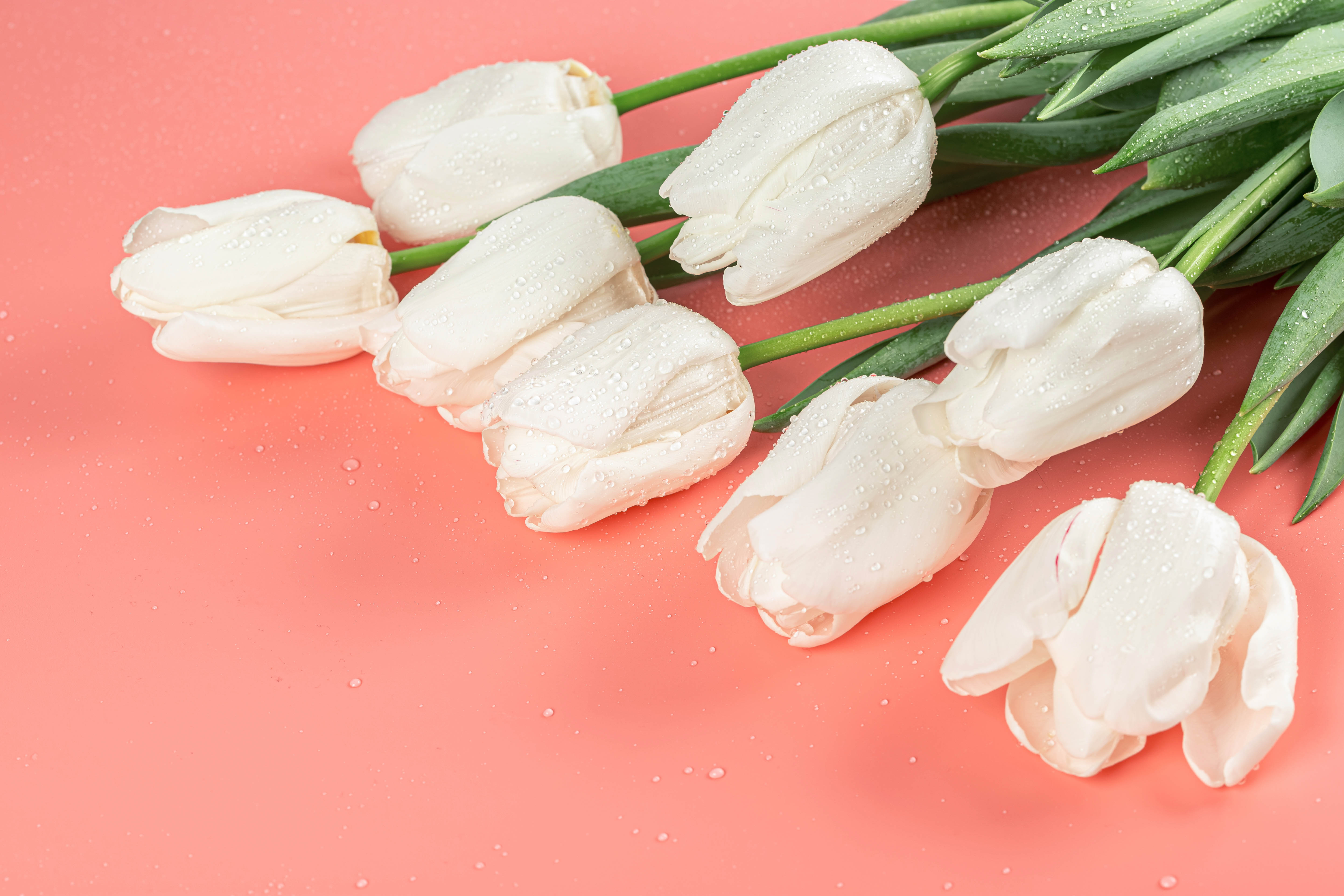 Laden Sie das Rosa, Blumen, Tulpen-Bild kostenlos auf Ihren PC-Desktop herunter