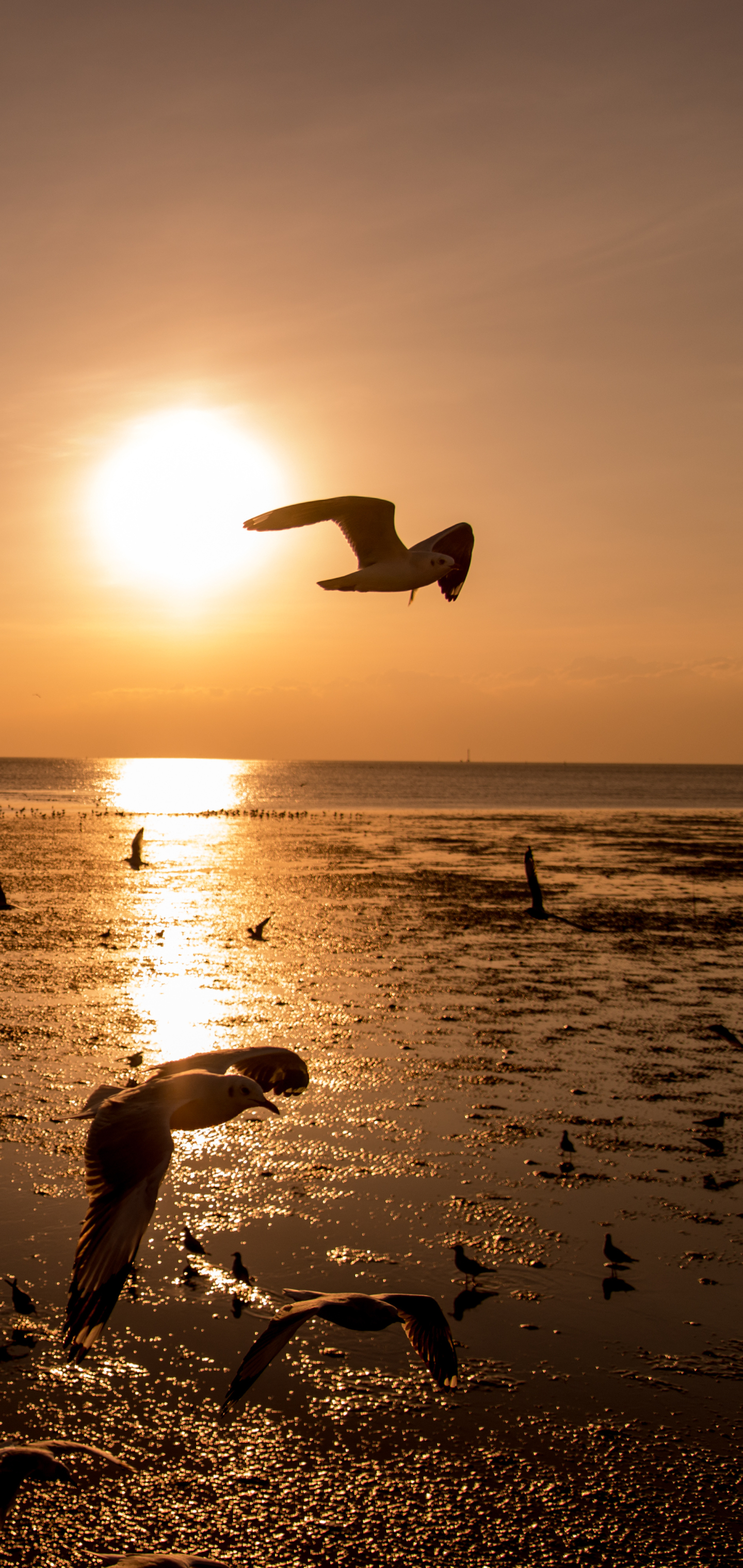 Download mobile wallpaper Birds, Sunset, Animal, Seagull for free.