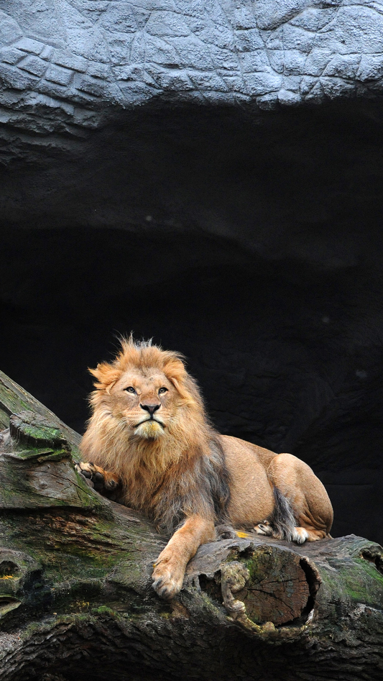 Téléchargez des papiers peints mobile Lion, Chats, Animaux gratuitement.