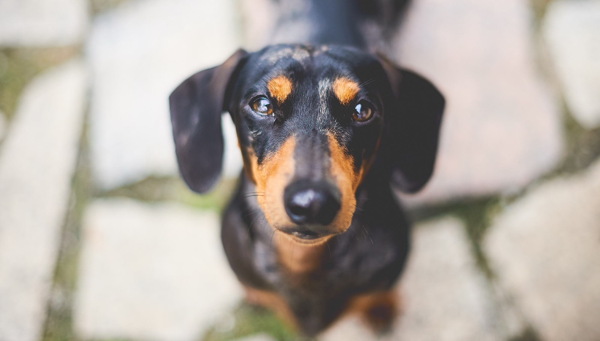 Download mobile wallpaper Dogs, Dog, Muzzle, Animal, Dachshund, Stare for free.