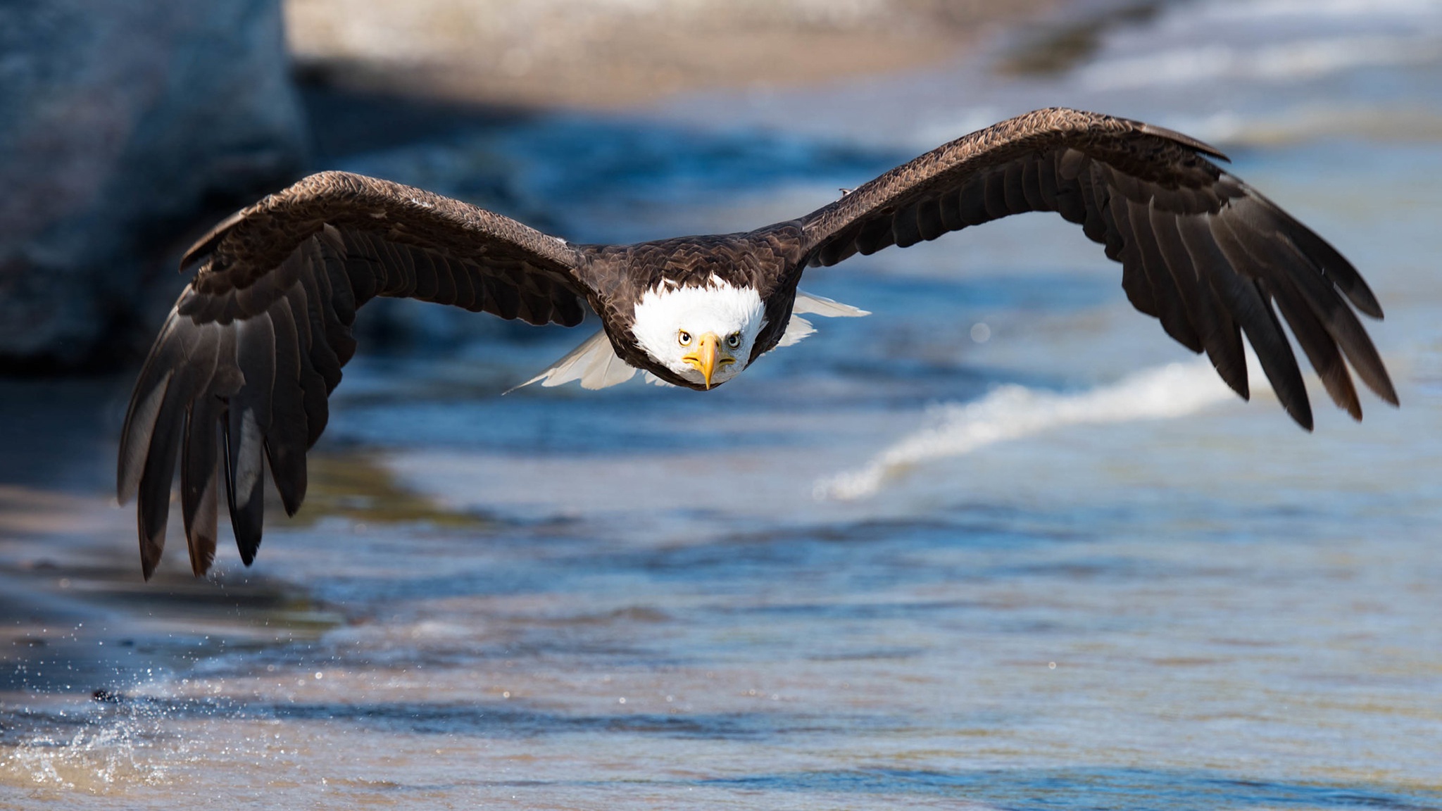 Free download wallpaper Birds, Animal, Eagle, Bald Eagle, Bird Of Prey on your PC desktop