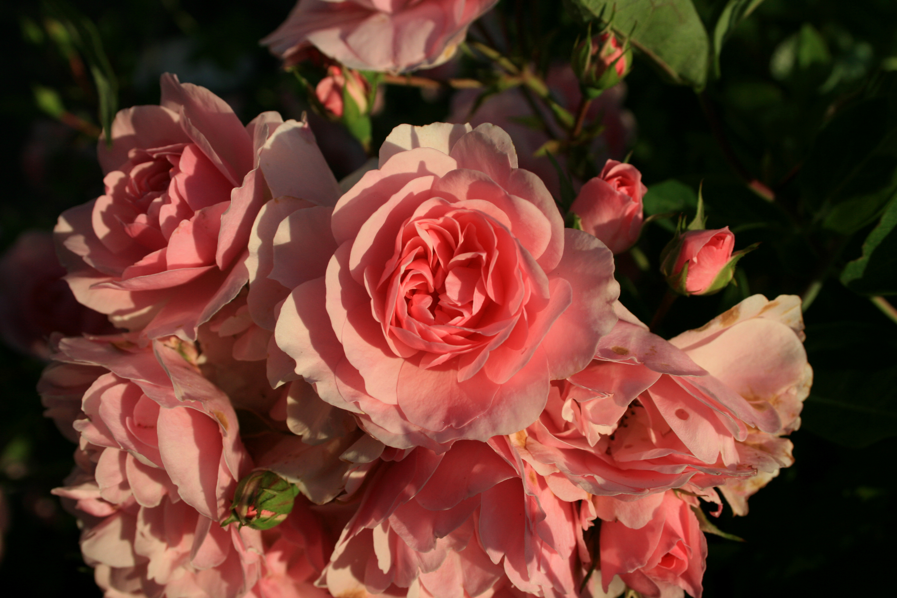 Скачать картинку Цветок, Роза, Бутон, Земля/природа, Розовый Цветок, Флауэрсы в телефон бесплатно.