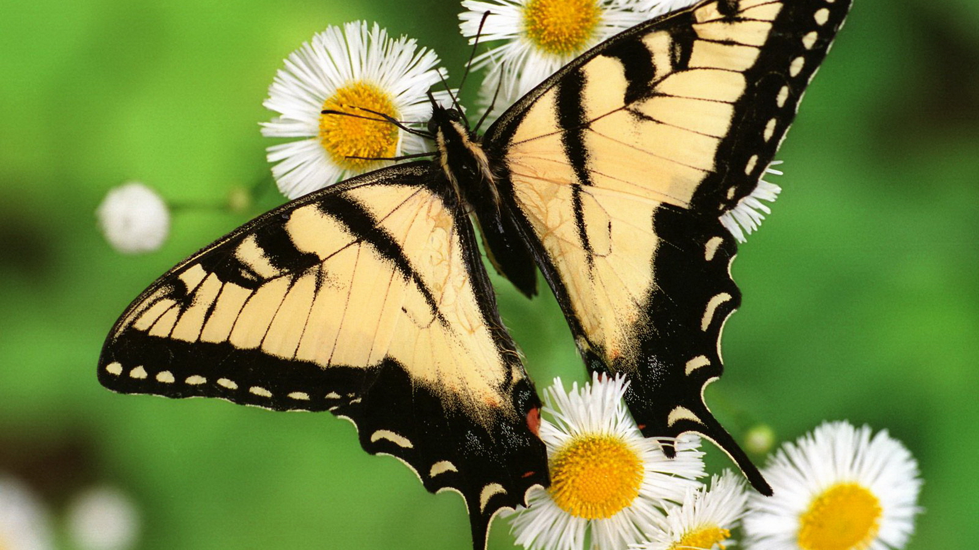 301102 descargar fondo de pantalla animales, mariposa cola de golondrina, mariposa, margarita, insectos: protectores de pantalla e imágenes gratis