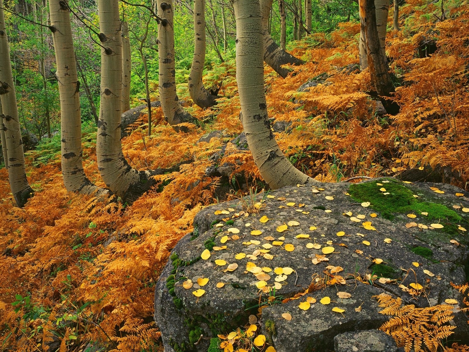 Скачать обои бесплатно Природа, Осень, Лес, Листва, Земля/природа картинка на рабочий стол ПК