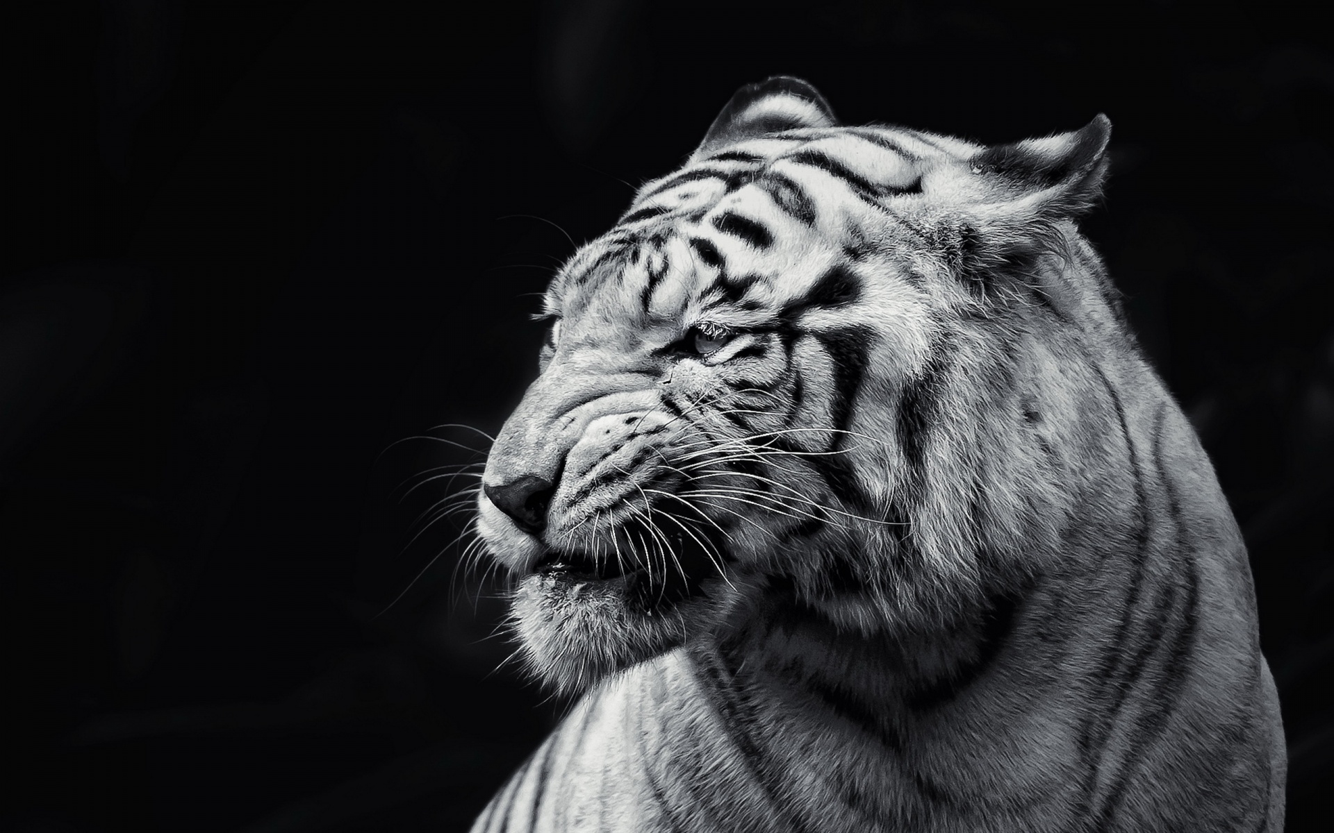 Скачать картинку Белый Тигр, Животные, Кошки в телефон бесплатно.