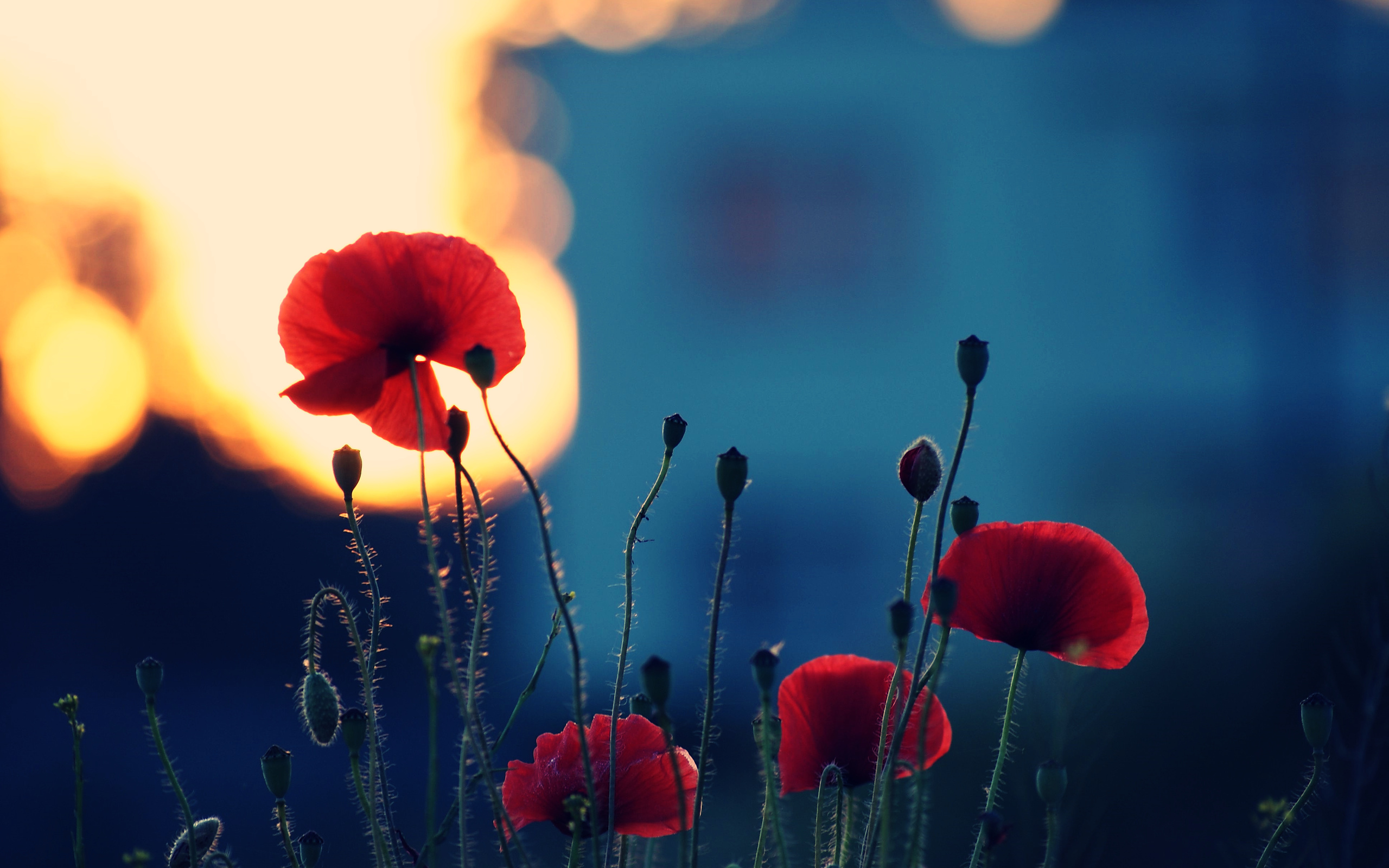 Download mobile wallpaper Earth, Poppy for free.