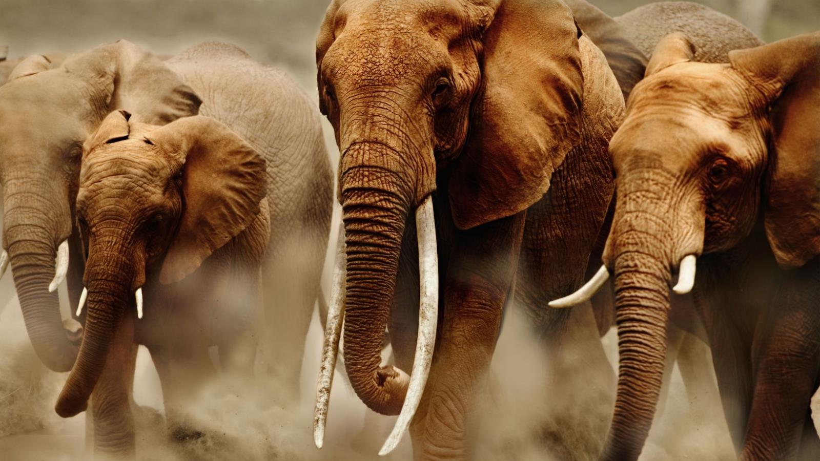 369797 скачать обои стадо, слоны, животные, африканский слон - заставки и картинки бесплатно