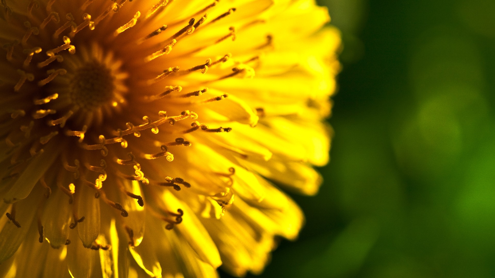 Téléchargez gratuitement l'image Fleurs, Fleur, Terre/nature sur le bureau de votre PC