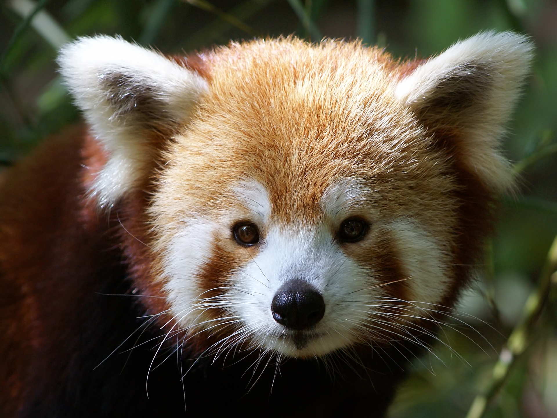 Lock Screen PC Wallpaper animals, red panda, muzzle, fur