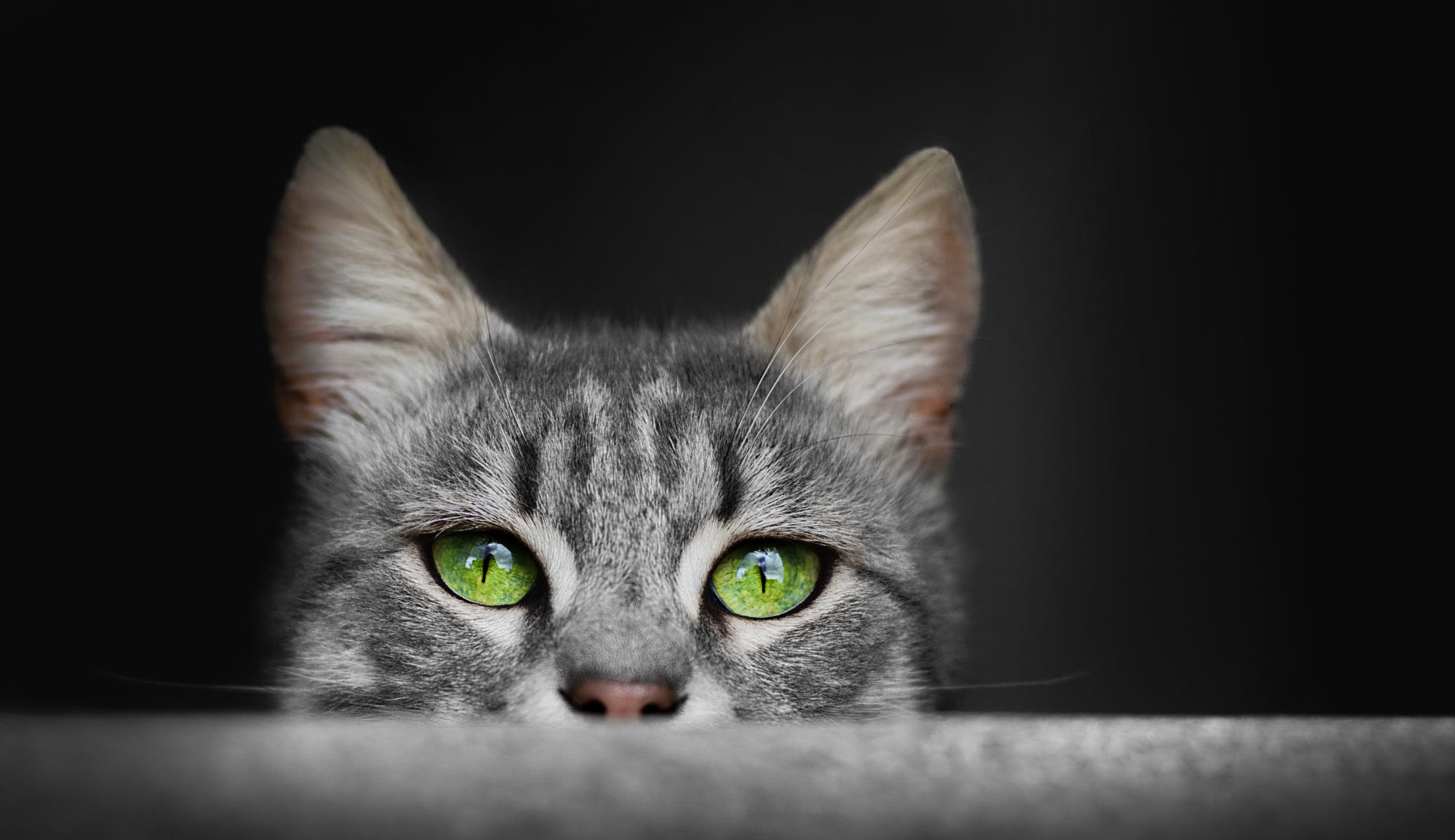 Download mobile wallpaper Cats, Cat, Animal, Stare for free.